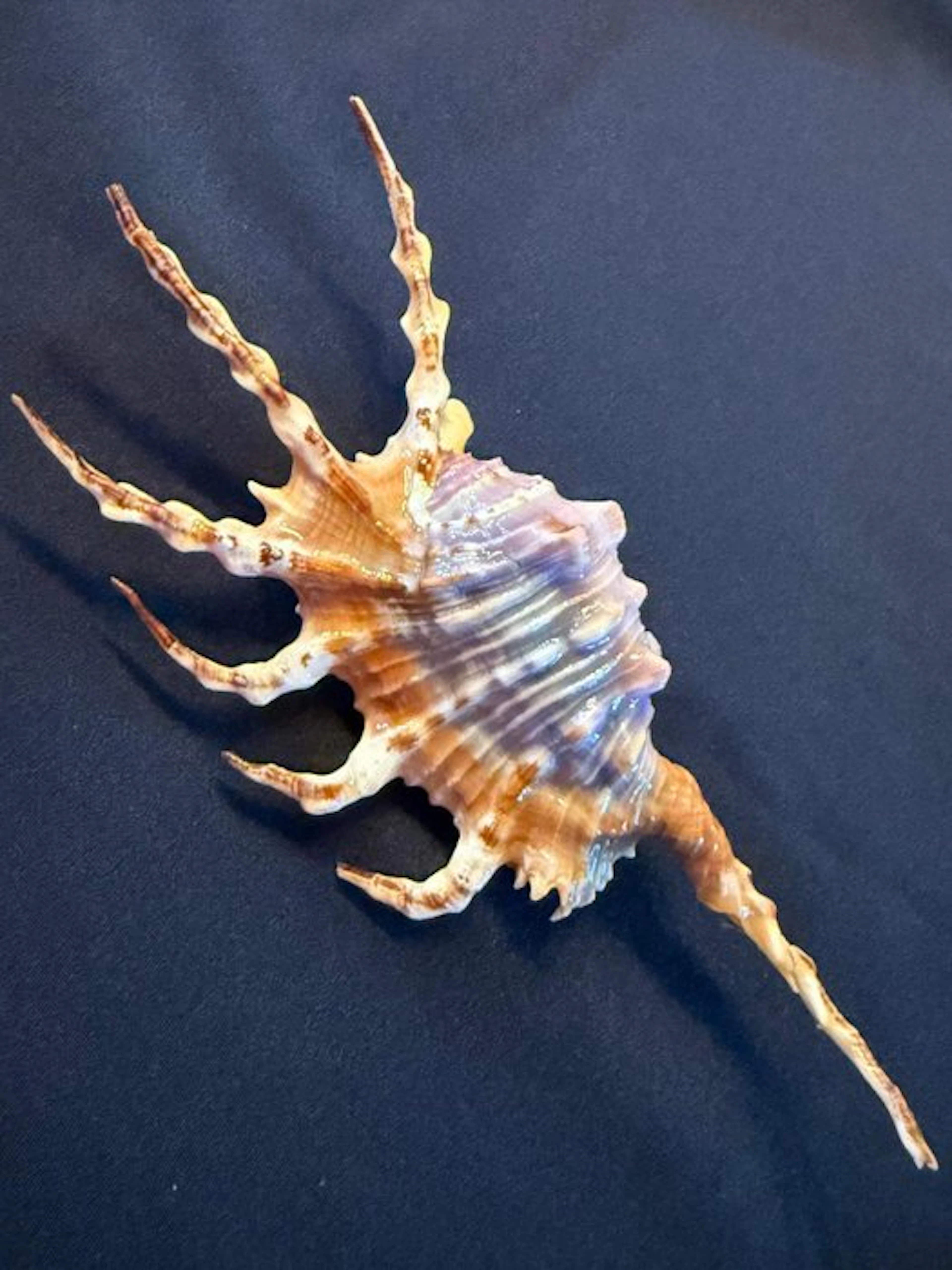 Conch Sea shell - Lambis Scorpio (No reserve price)
