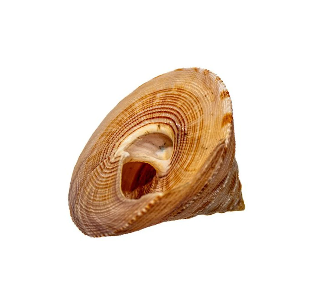 Calliostoma formosense 50mm shell sea snail — collection...