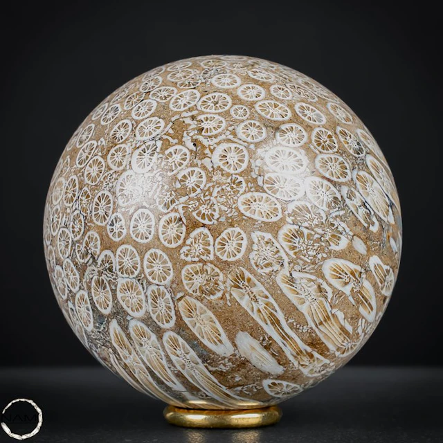 Fossil Coral Sphere – Fascinating natural patterns from times long past Sphere
