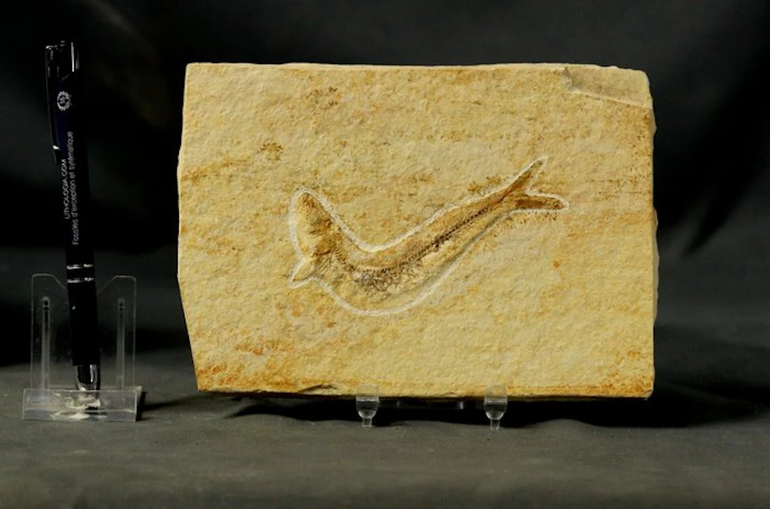 A fine preserved fossil fish from Solnhofen limestone...