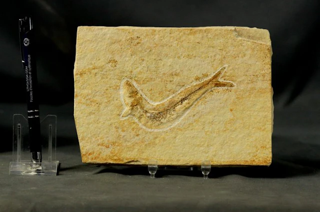 A fine preserved fossil fish from Solnhofen limestone...
