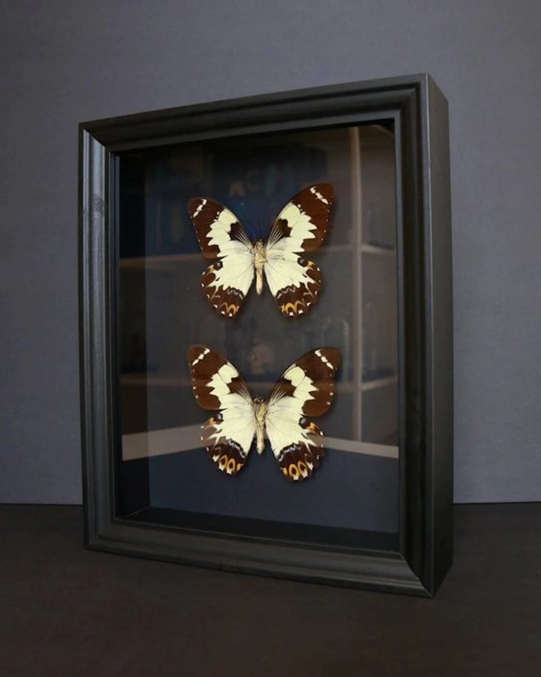 Butterfly Taxidermy full body mount - Papilio euchenor...