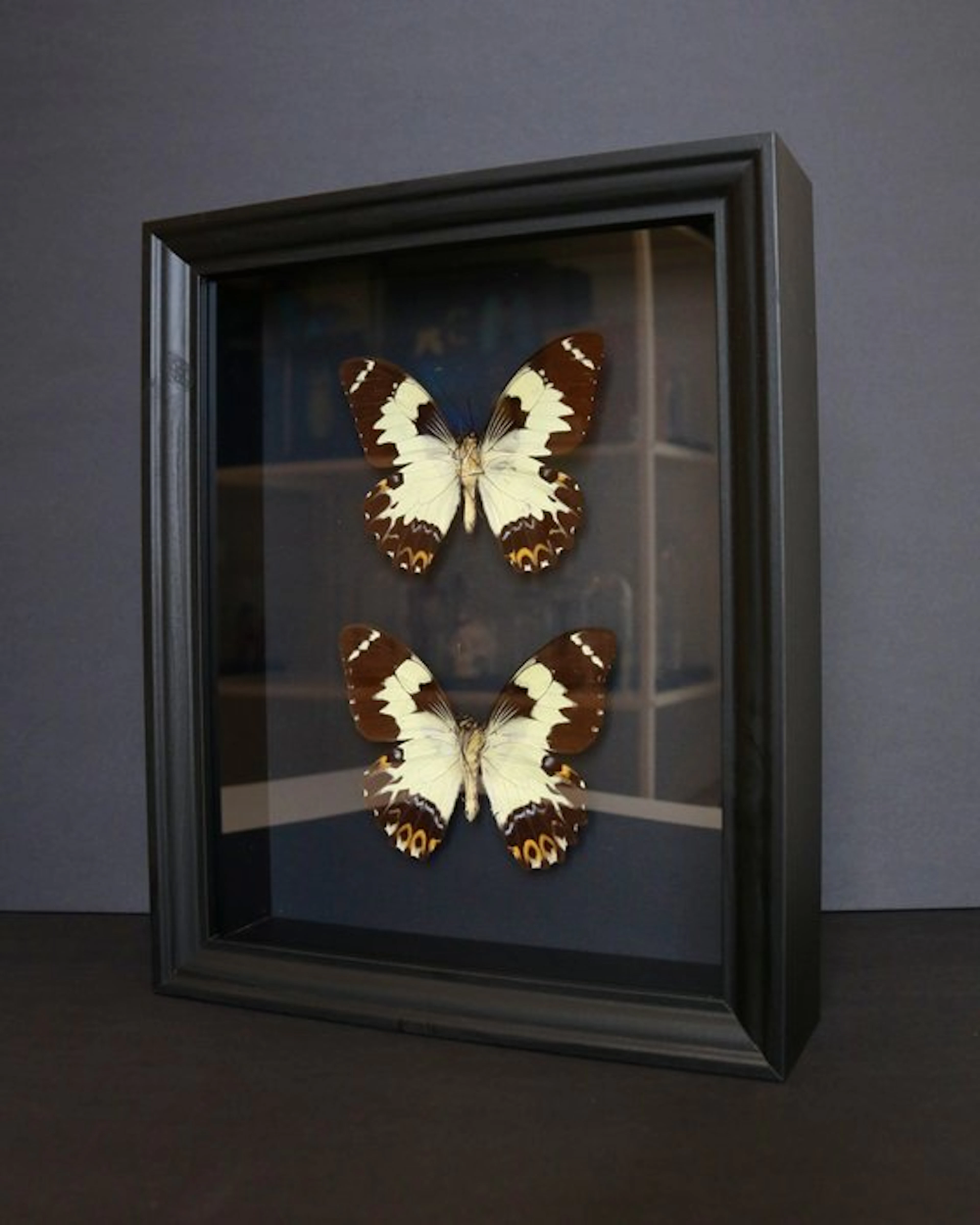 Butterfly Taxidermy full body mount - Papilio euchenor...