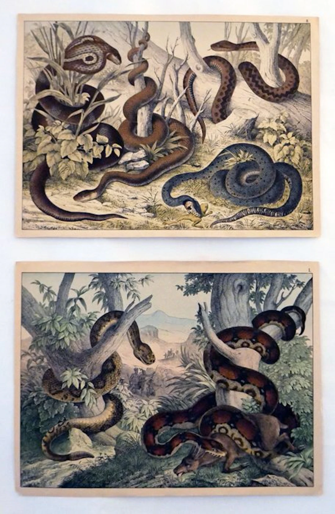 Anonymous - Van Ratelslang over cobra tot boa constrictor - 1910s