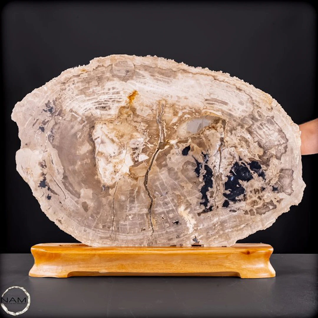 Natural petrified wood slab from Arizona (USA) – 220...