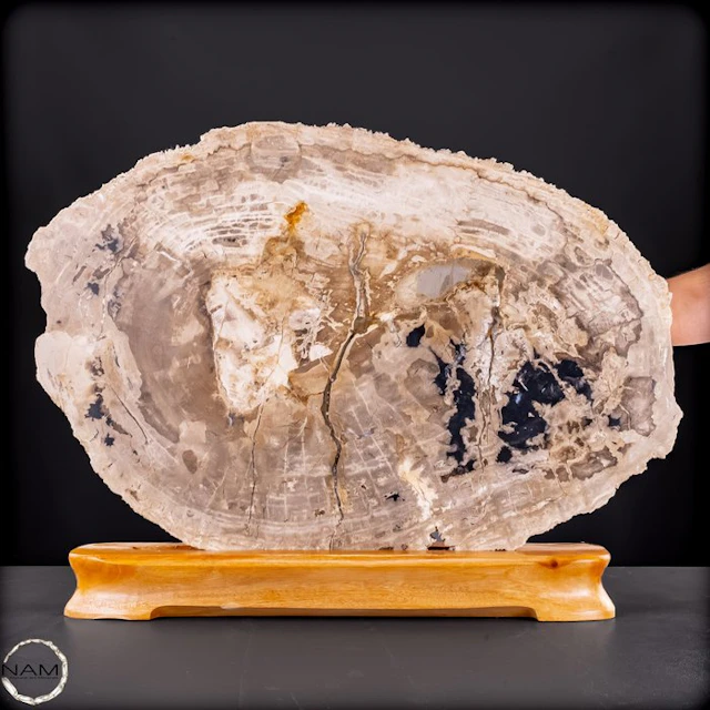 Natural petrified wood slab from Arizona (USA) – 220...