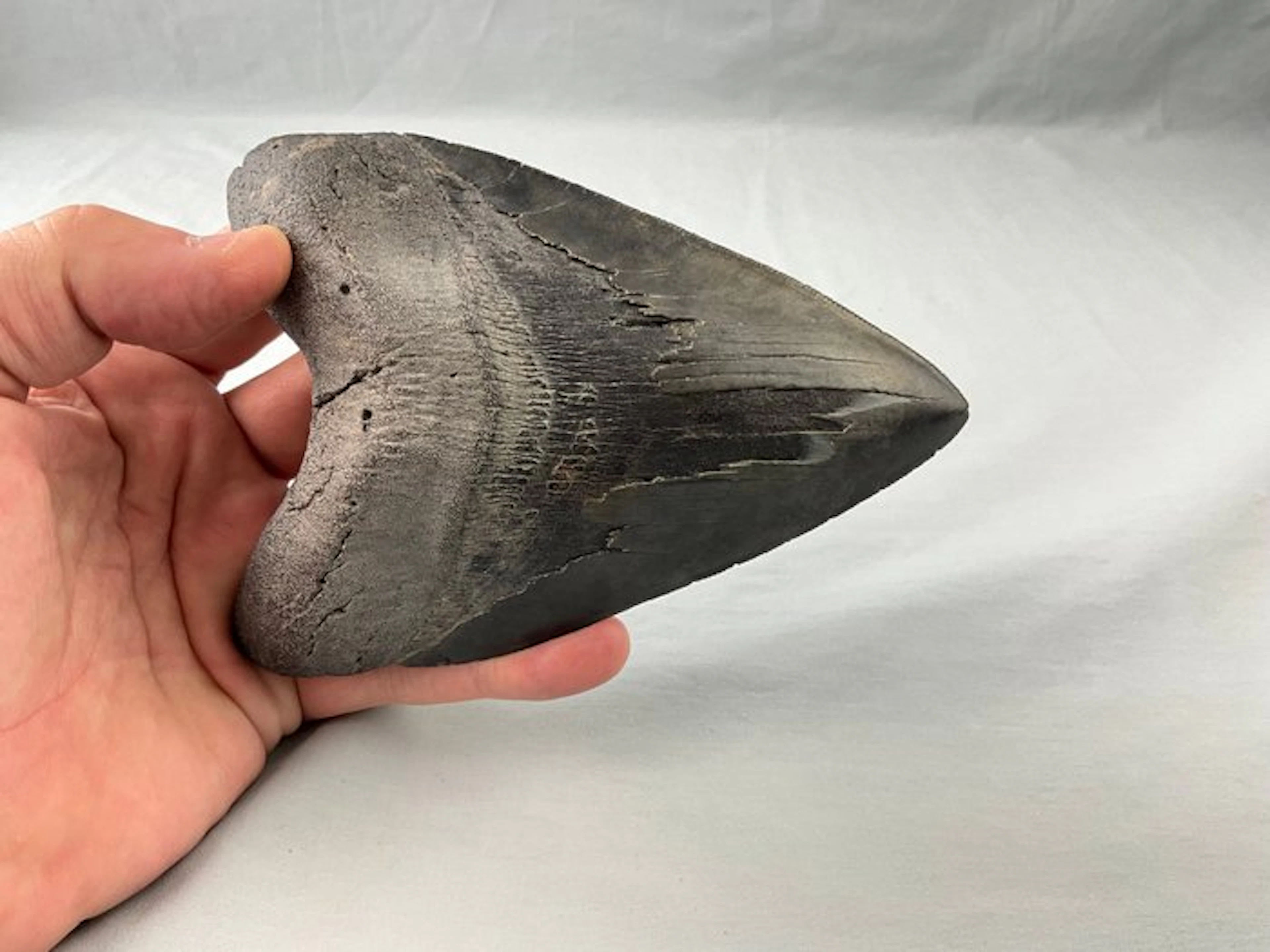 Megalodon Tooth - Huge Carcharocles megalodon - 14.8 cm - 10.3 cm - 3 cm