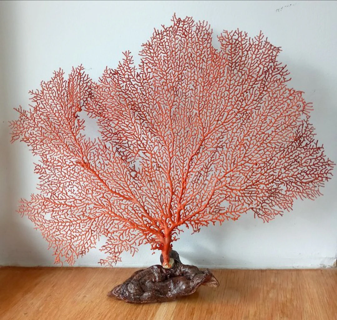 Pink Sea Fan - Coral - Paramuricea clavata (No reserve price)