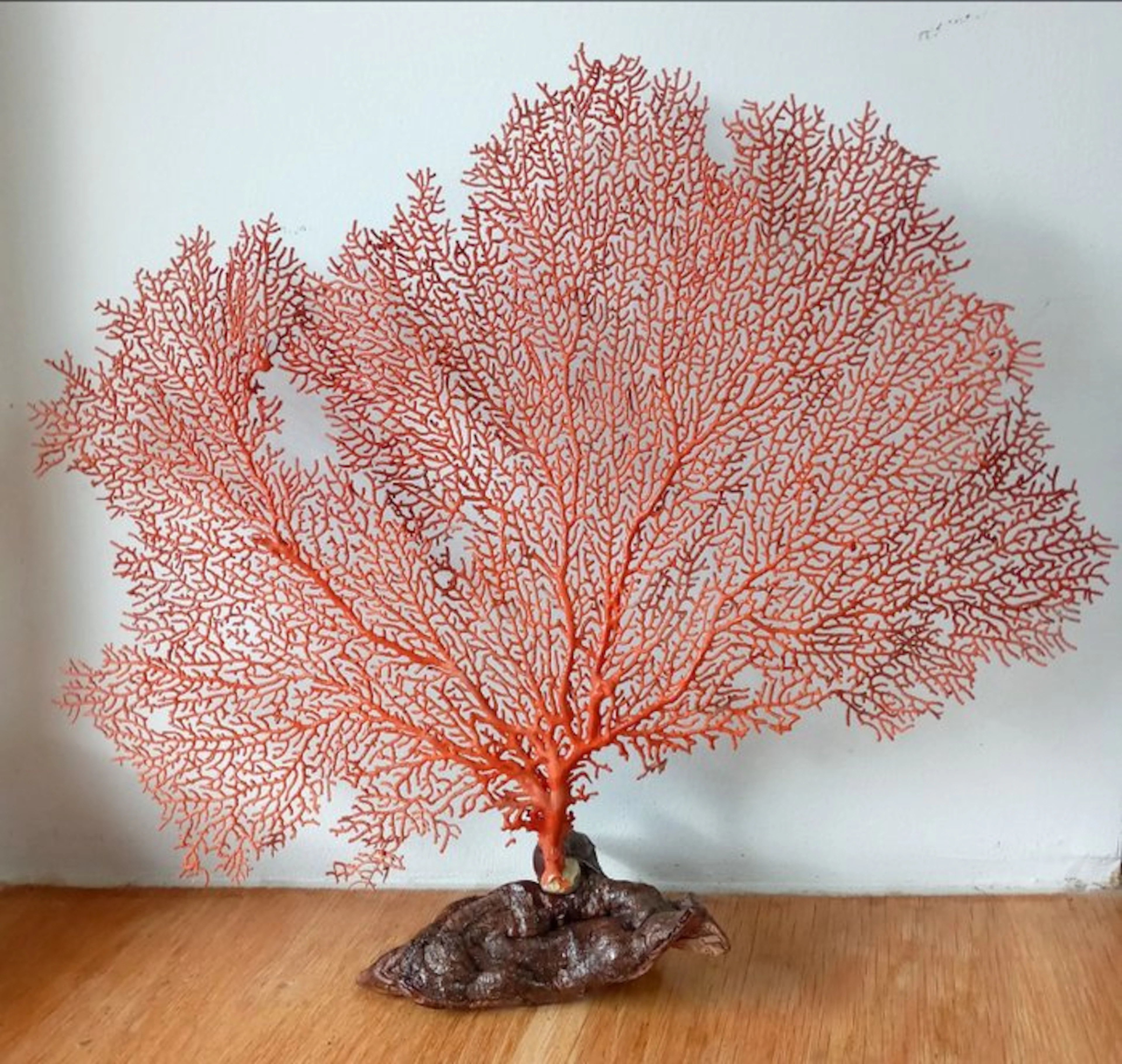 Pink Sea Fan - Coral - Paramuricea clavata (No reserve price)