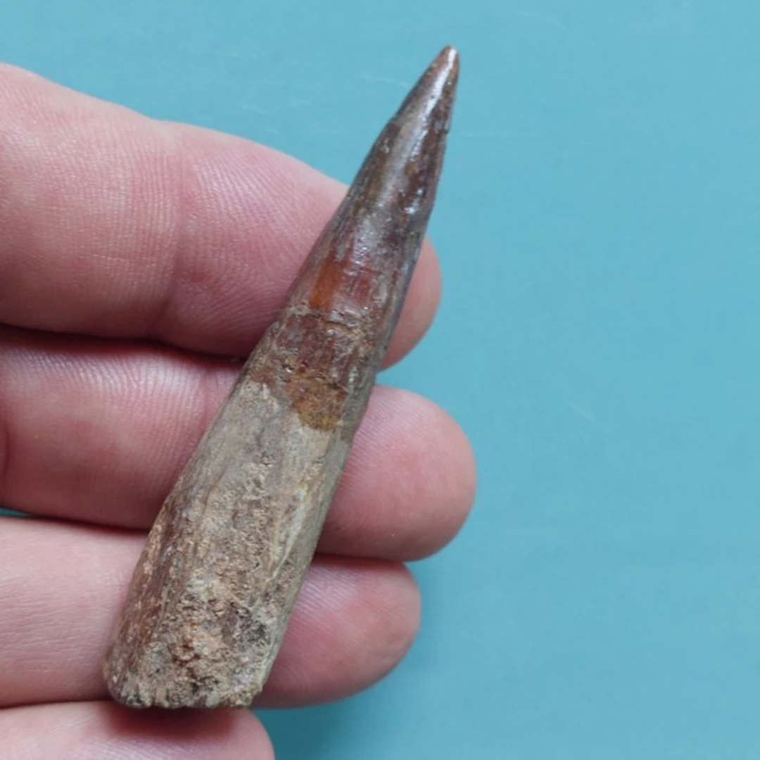 Spinosaur - Fossil tooth - 70 mm - 17 mm