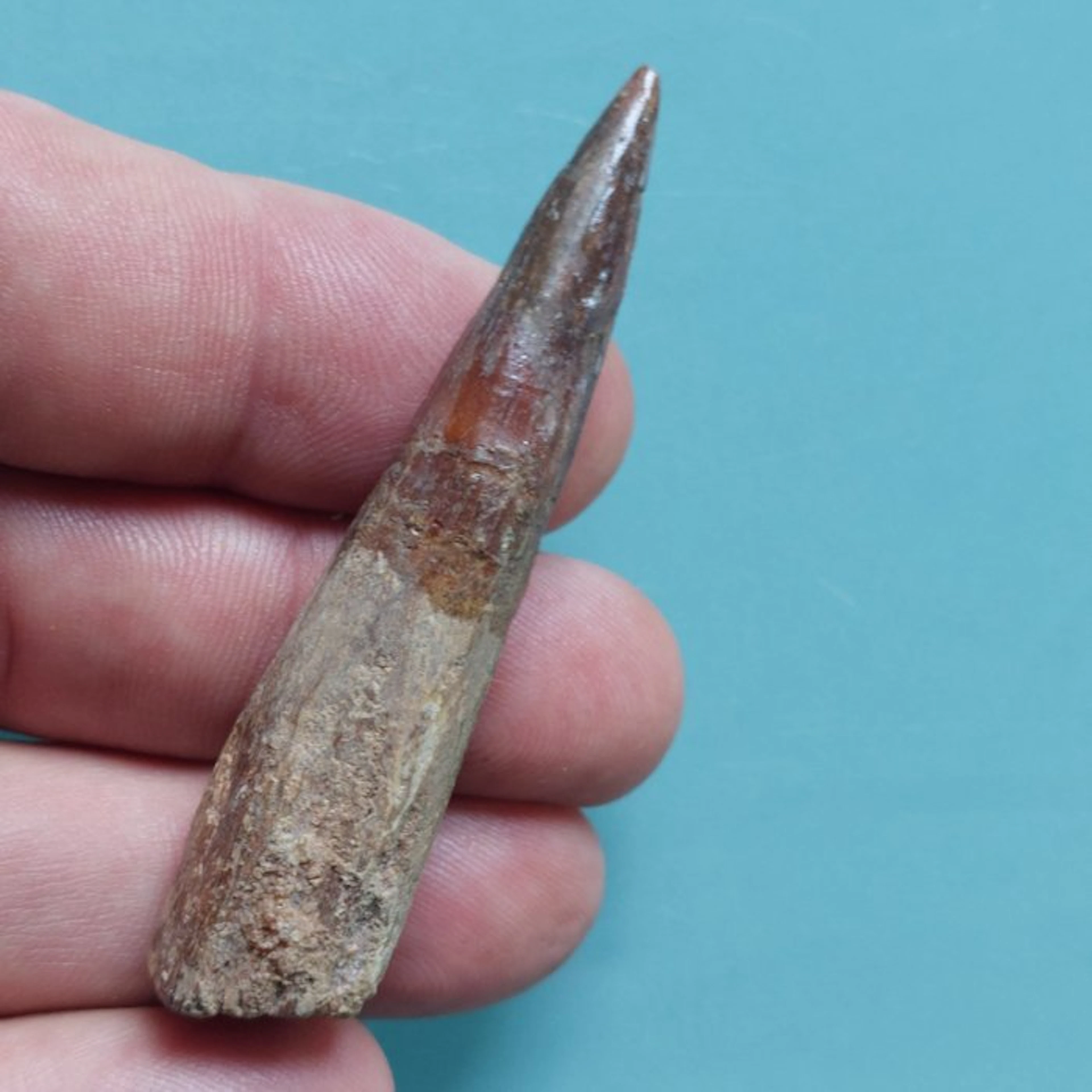 Spinosaur - Fossil tooth - 70 mm - 17 mm