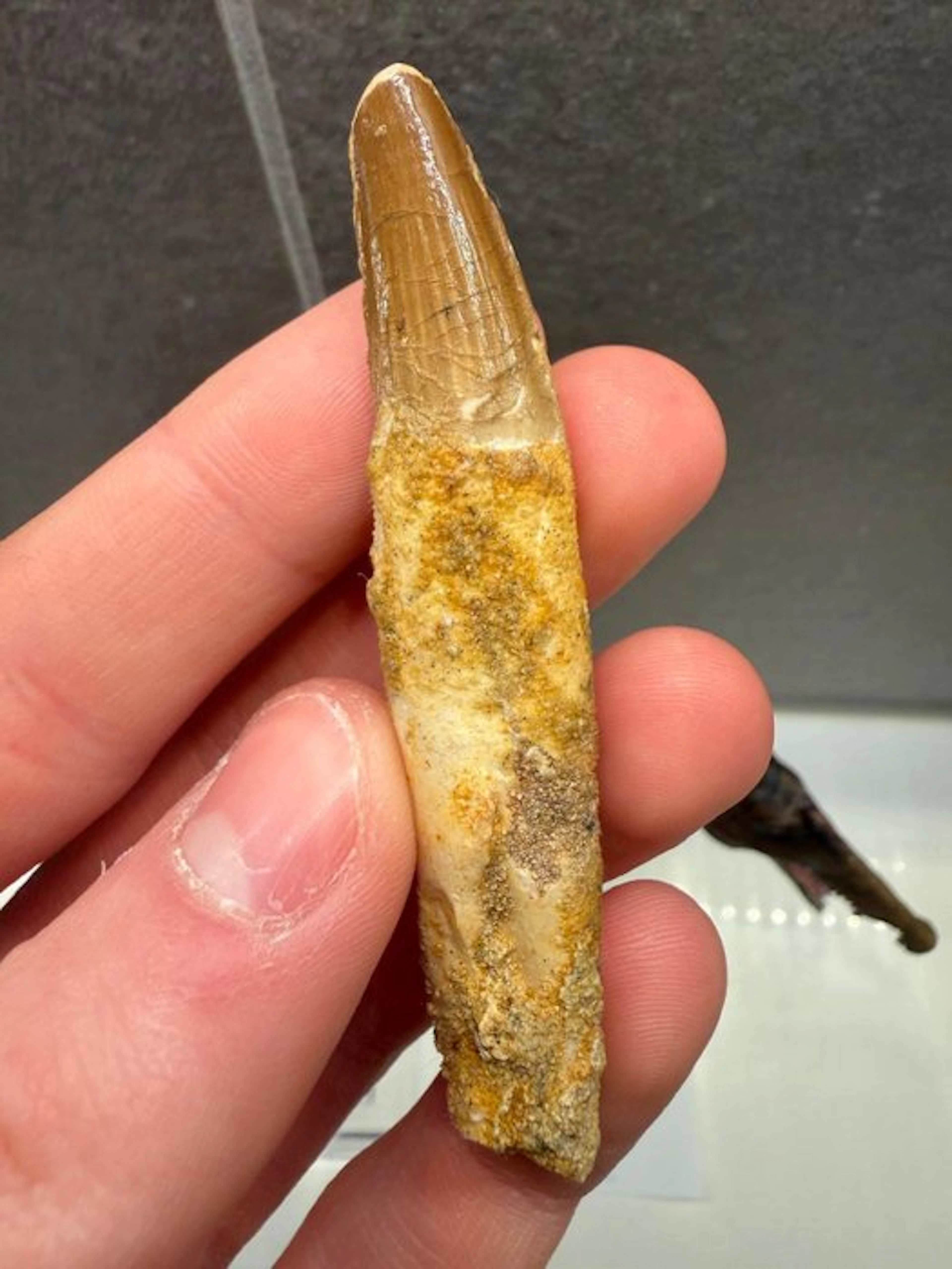 Spinosaur - Fossil tooth - Spinosaurus Aegyptiacus - 8 cm