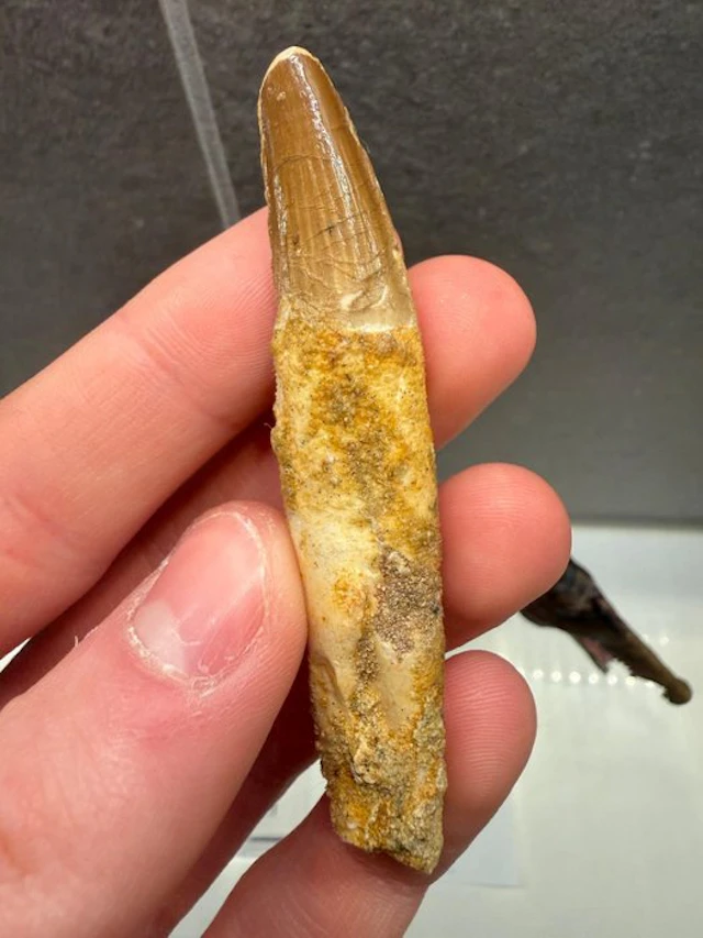 Spinosaur - Fossil tooth - Spinosaurus Aegyptiacus - 8 cm