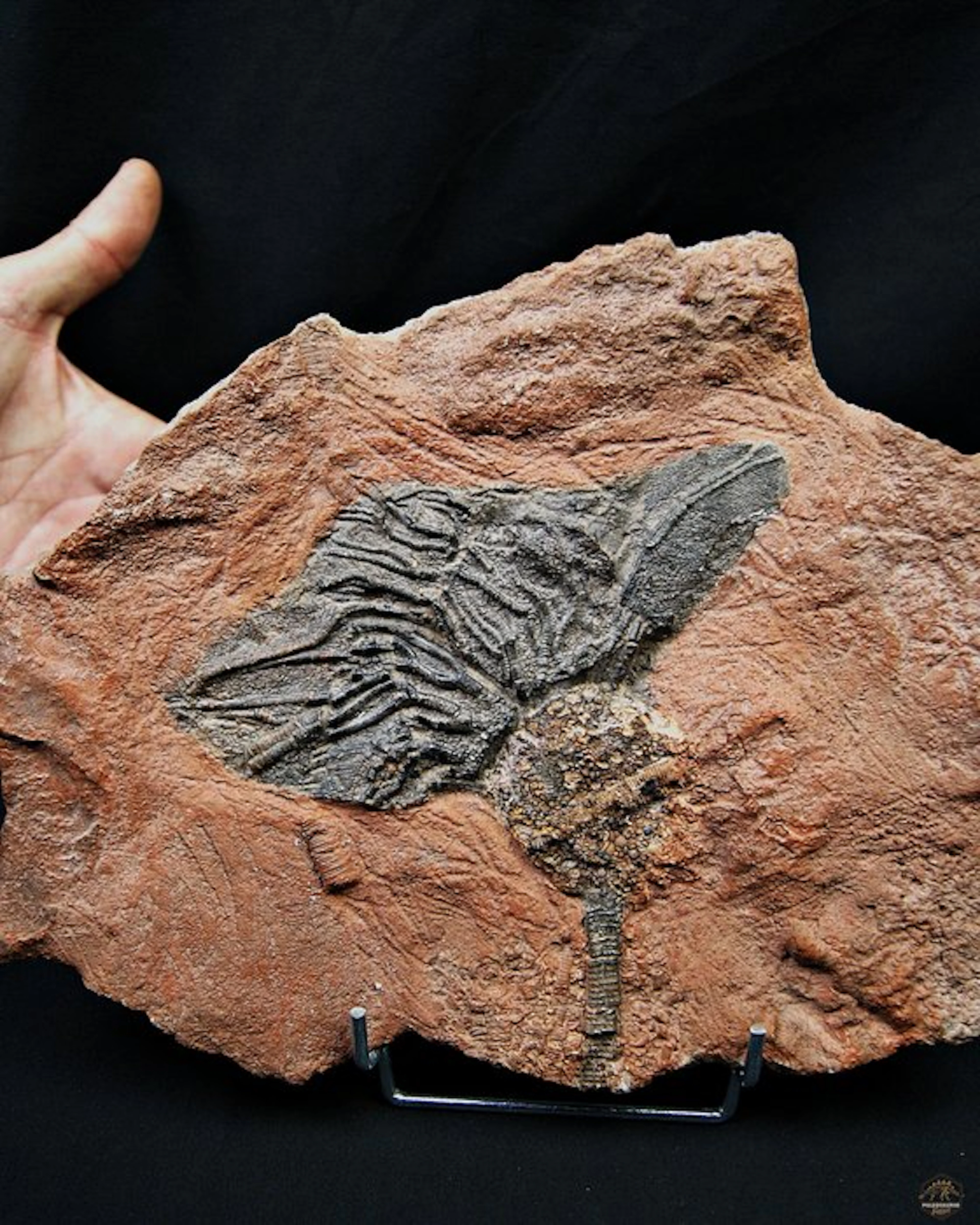 Crinoid - Fossil matrix