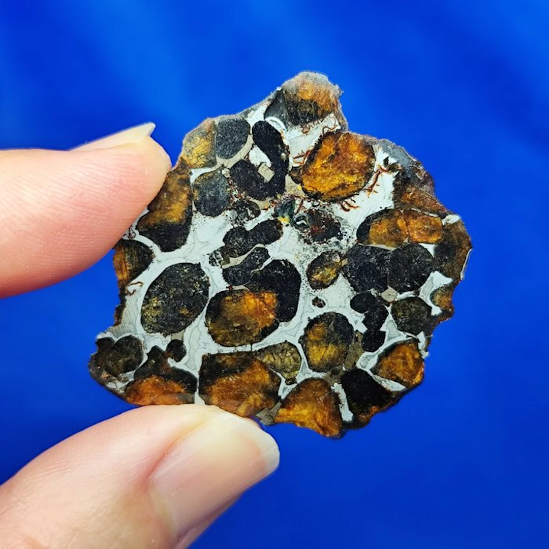 endcut- PALLASITE Meteorite