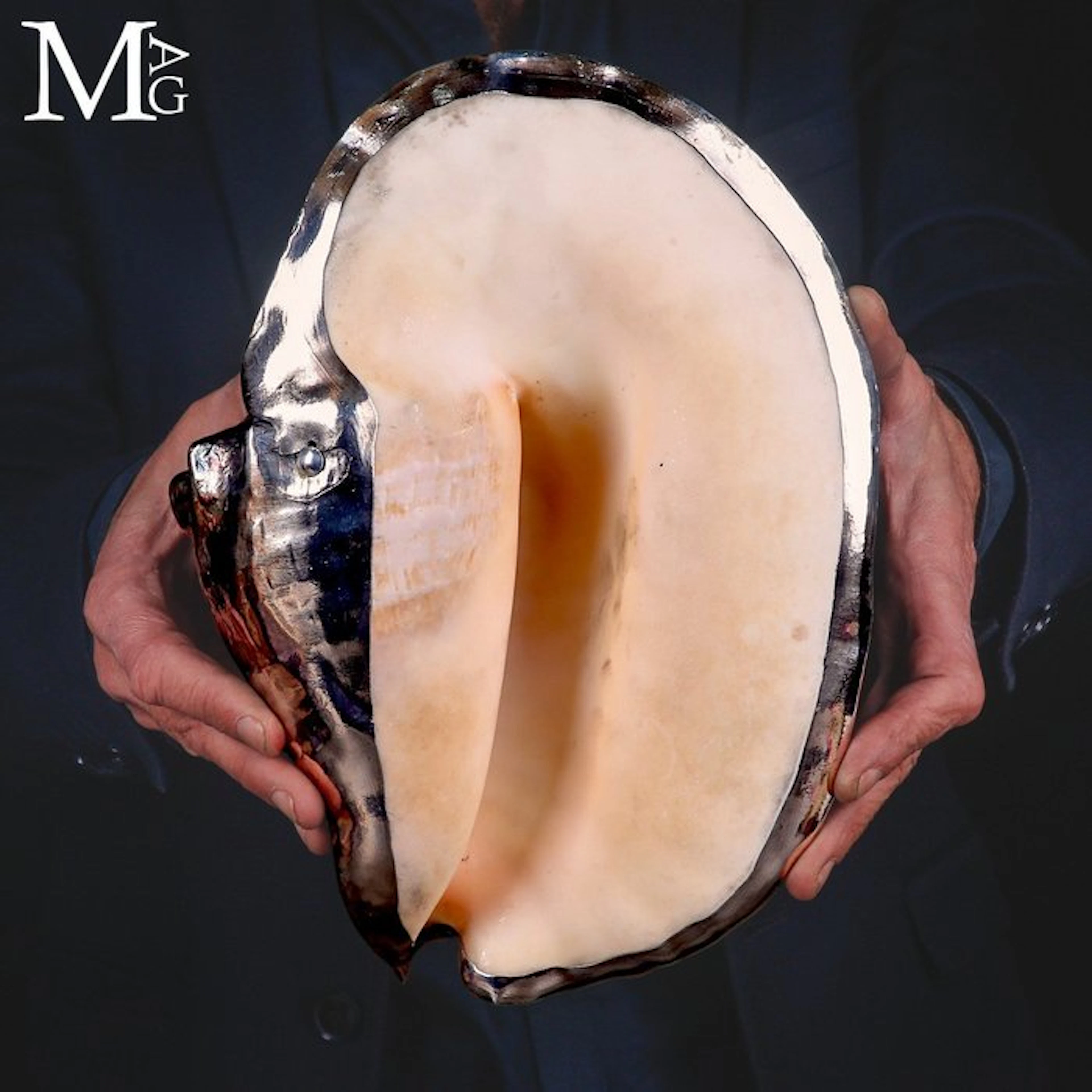 Giant Lobatus Goliath Shell with a Luxurious Full Silver...