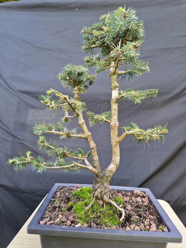 Spruce bonsai (Picea) - Height (Tree): 44 cm - Depth (Tree): 35 cm - France