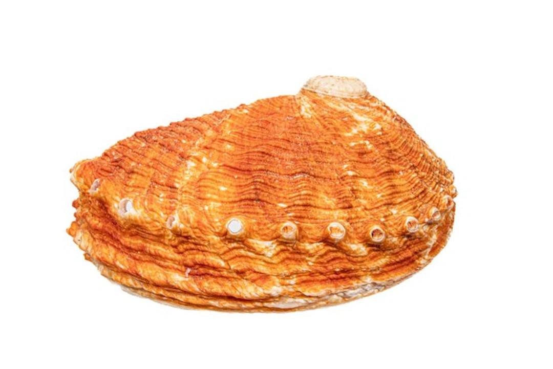 Collector's item TOP Pourtalès' abalone Skeleton...