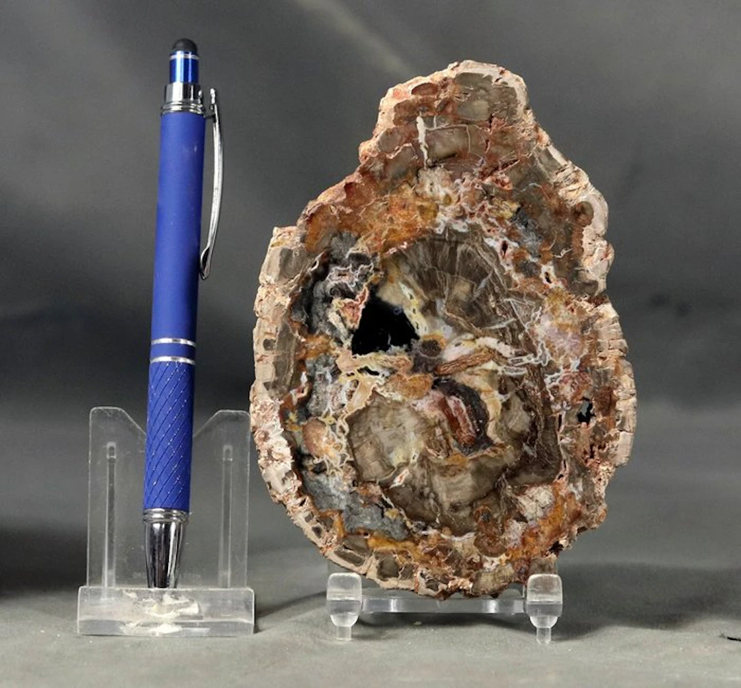 Nice and decorative fossilized wood on stand - Polished...