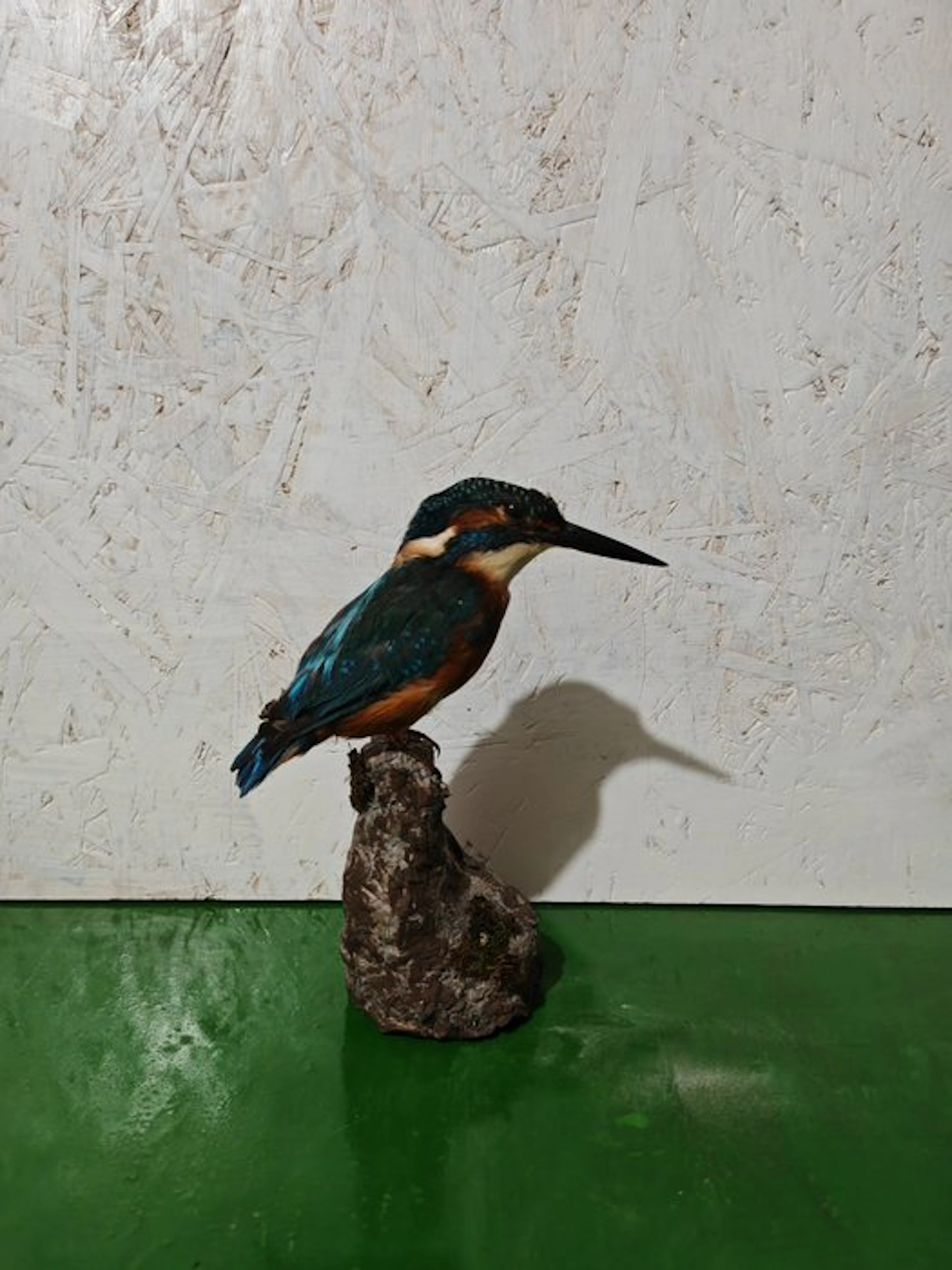 Kingfisher Taxidermy full body mount - Alcedo atthis...