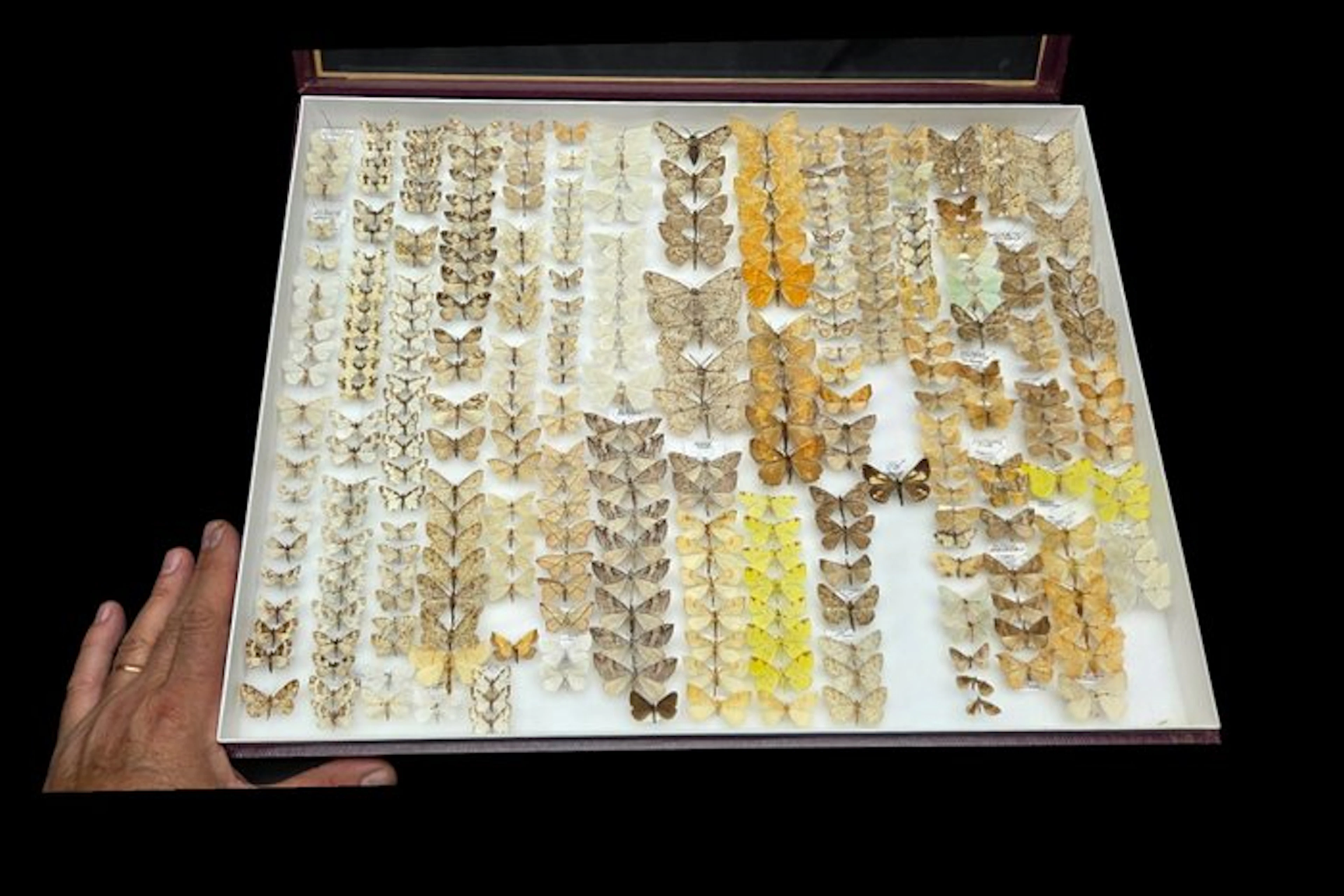 Geometridae-France- A significant part of the...