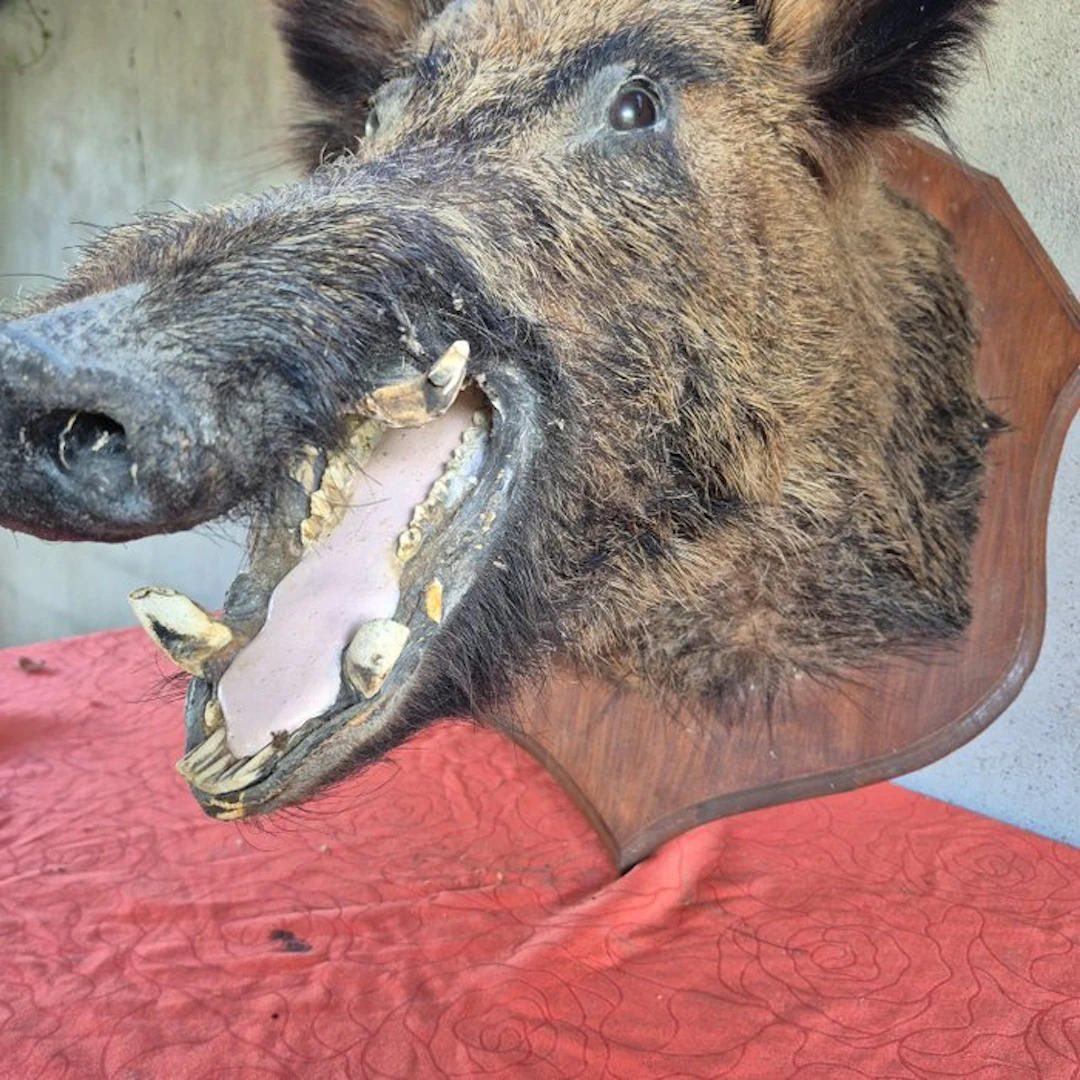 Wild Boar Taxidermy full body mount - Sus scrofa...