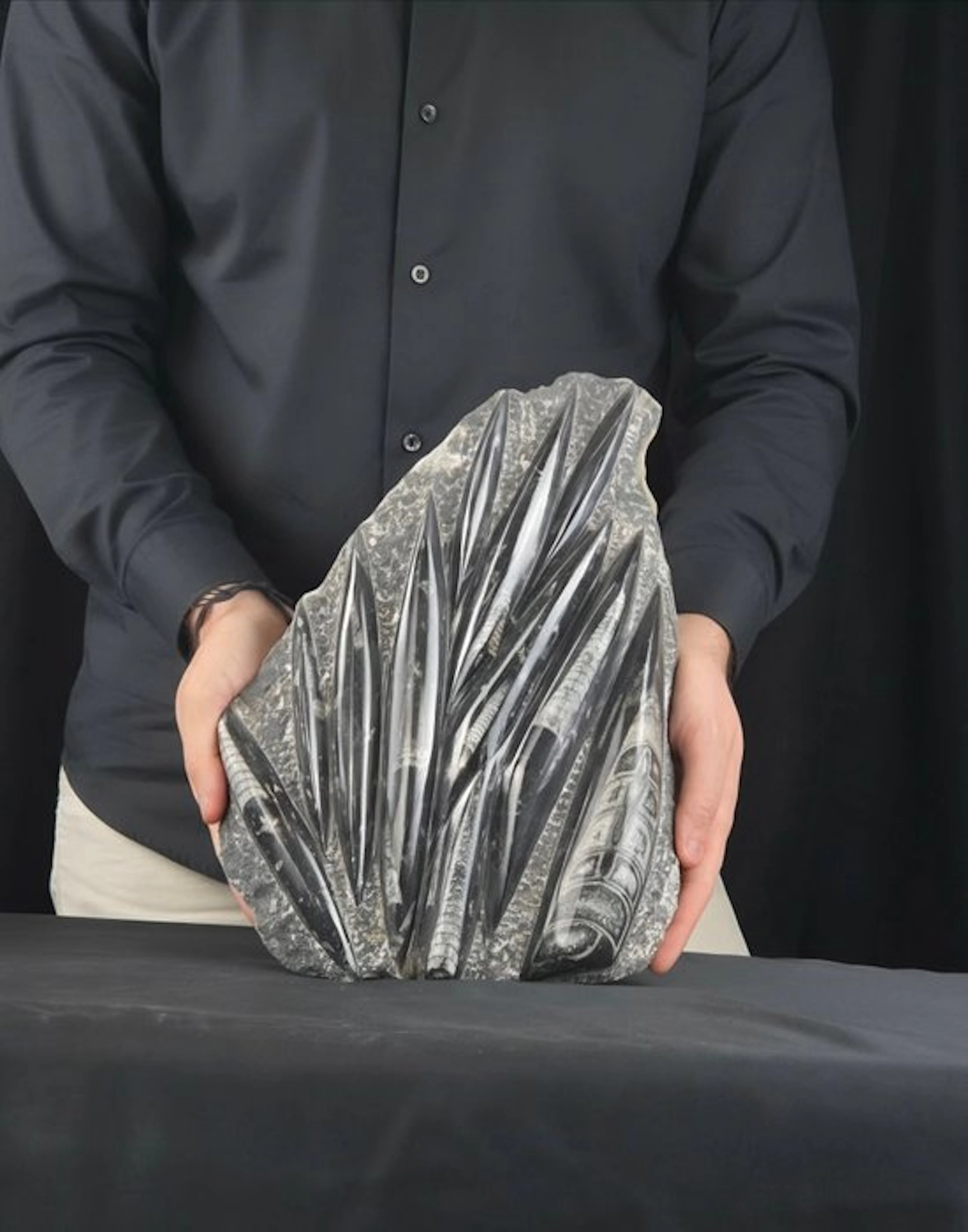 Orthoceras - Fossilised animal - 31 cm - 22 cm (No reserve price)