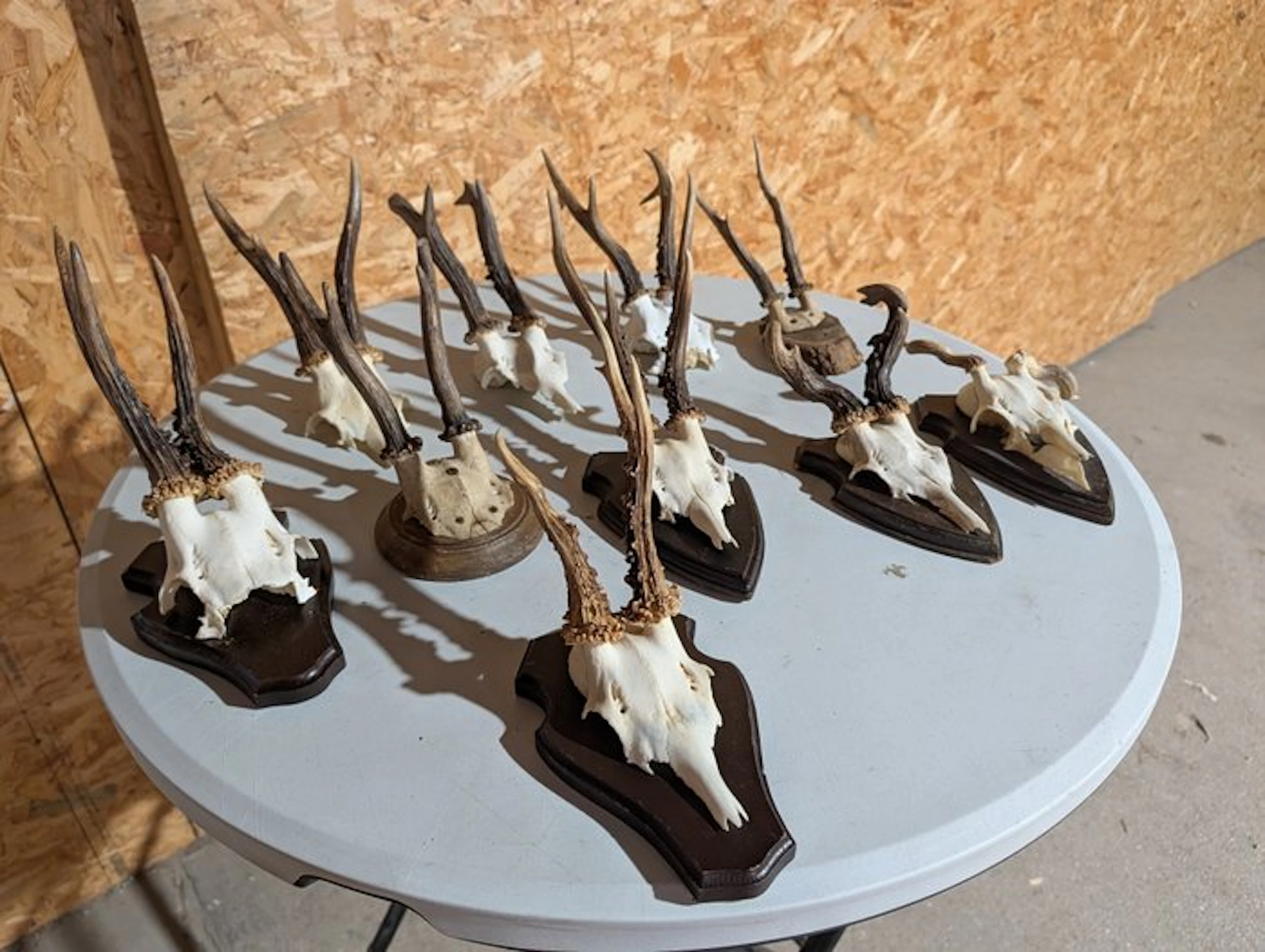 Roebuck Taxidermy wall mount - Capreolus capreolus - 33...