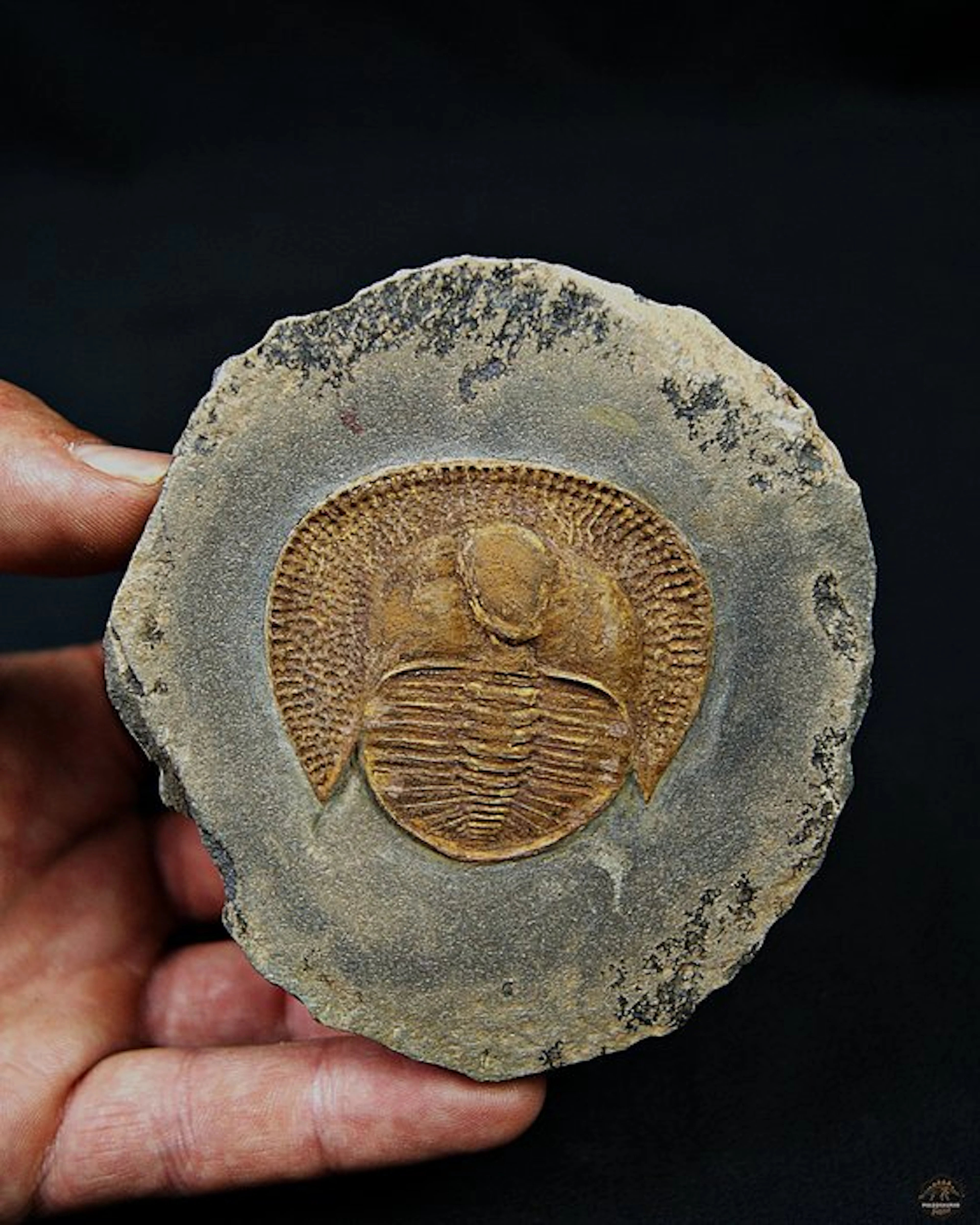 Exclusive plaque featuring Declivolithus trilobite — Very...