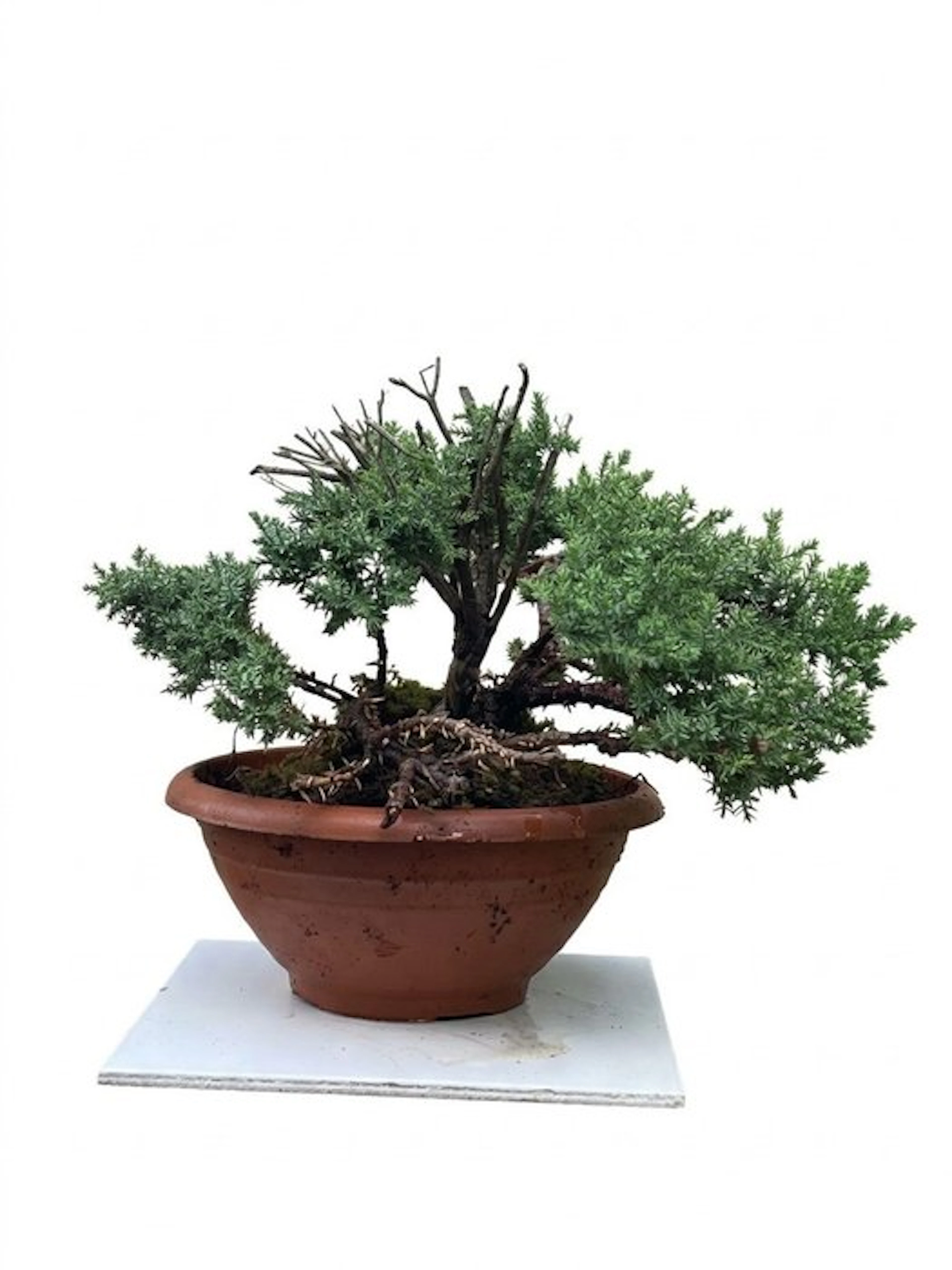 Juniper bonsai (Juniperus) - Height (Tree): 18 cm - Depth (Tree): 34 cm - Japan
