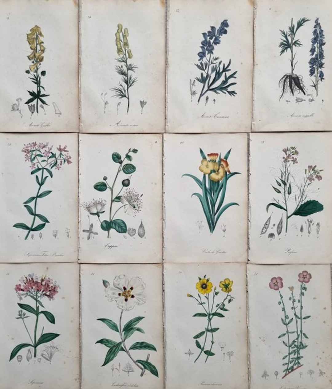 Felice Cassone (1815/ 1854) - Lot