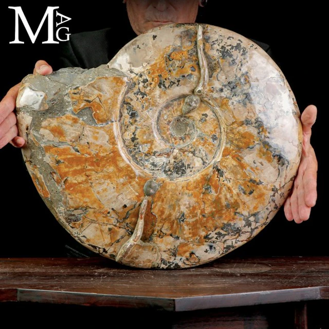 Massive Cretaceous Cleoniceras Ammonite A Striking...