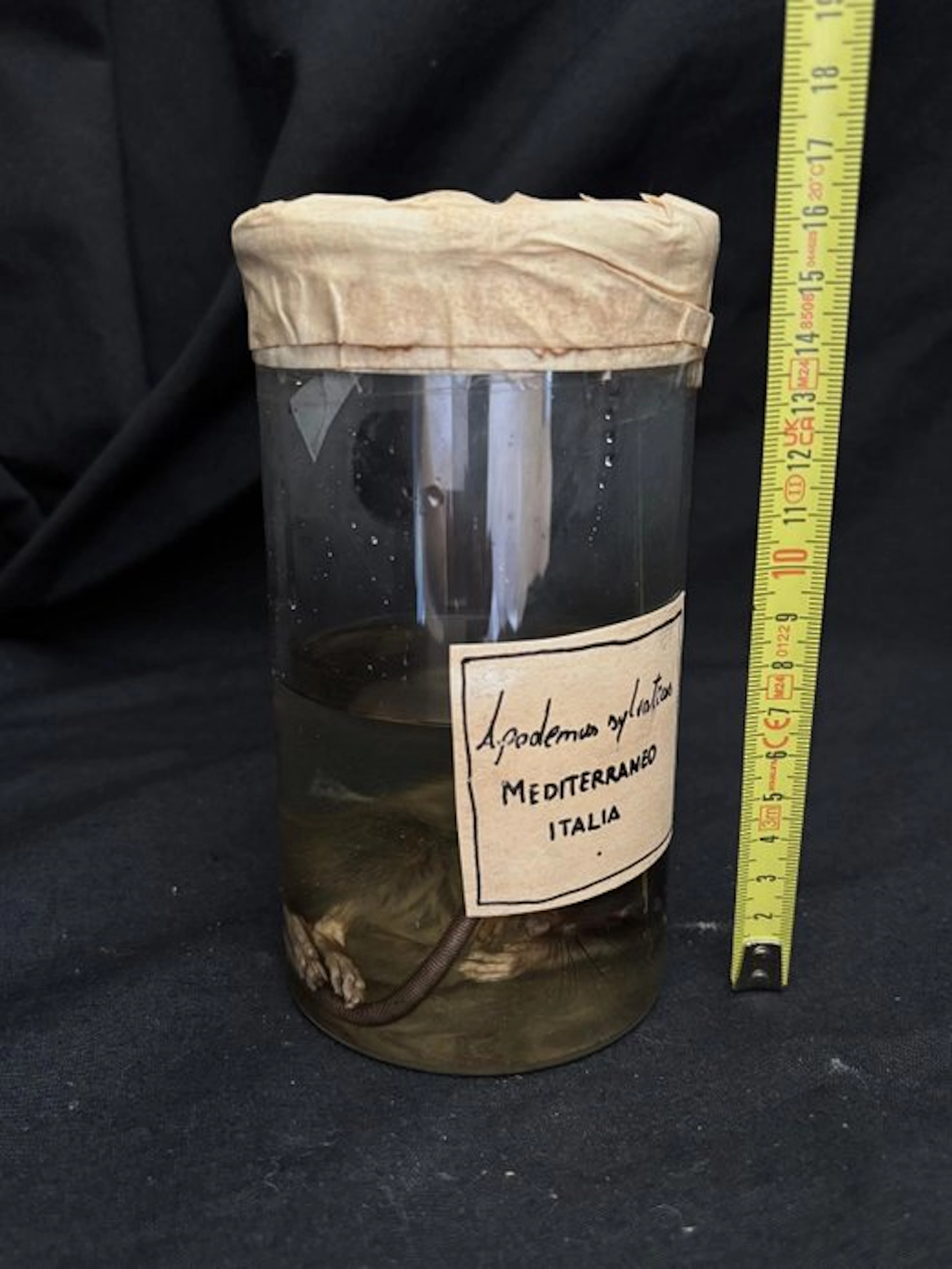 Mouse Taxidermy full body mount - Apodemus sylvaticus...