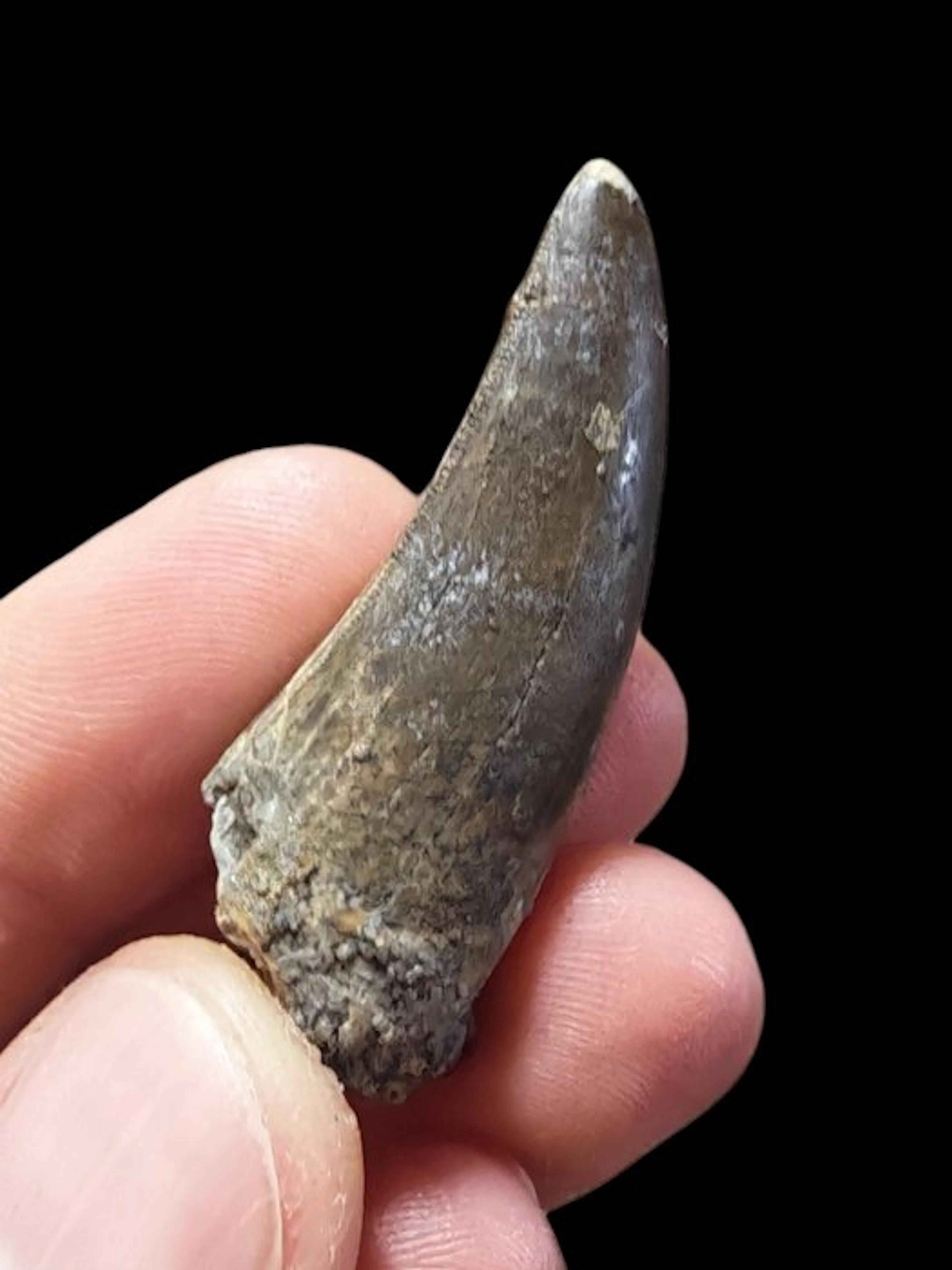 Dinosaur - Fossil tooth - Megalosaurus - 4.8 cm - 1.5 cm (No reserve price)