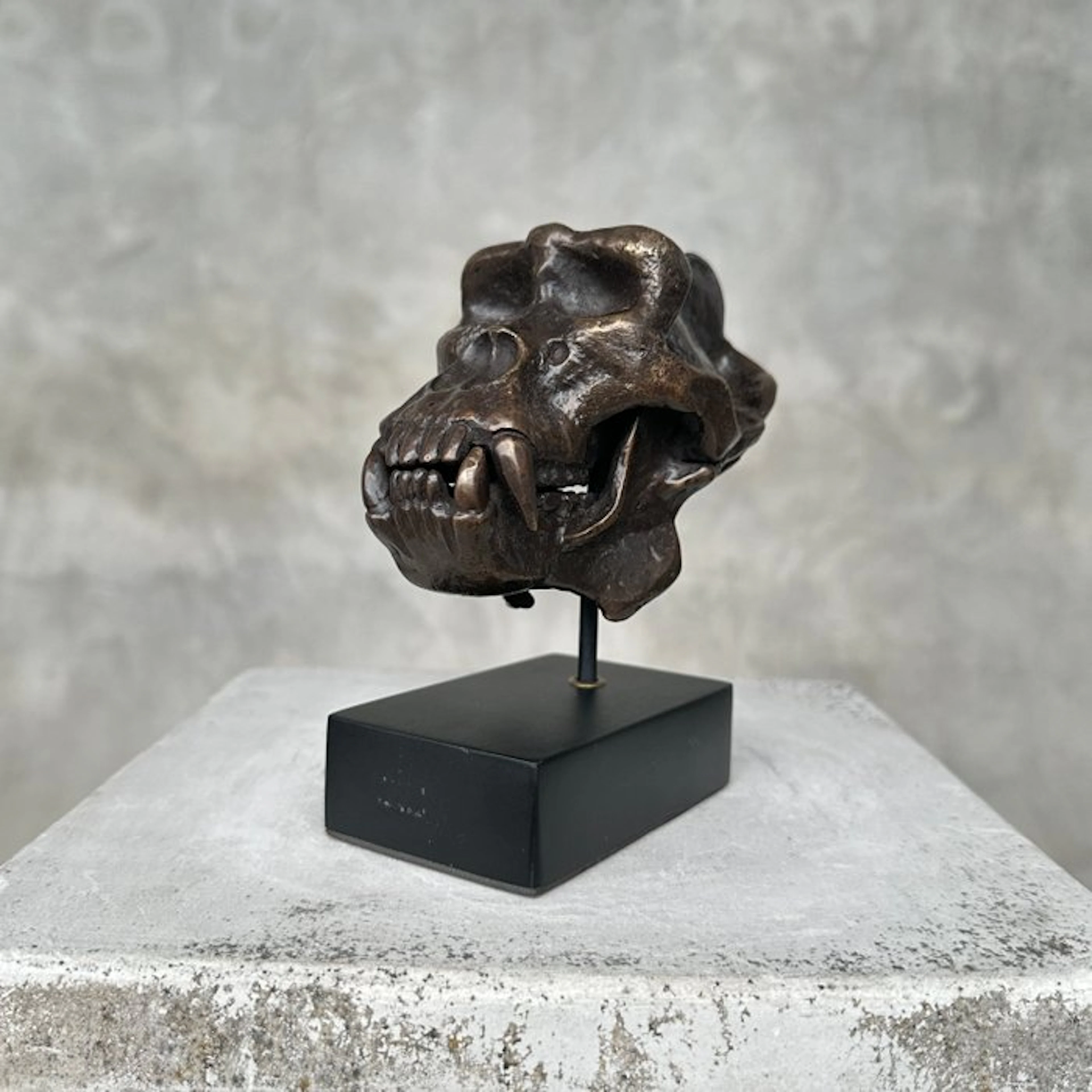 Sculpture, NO RESERVE PRICE - Gorilla Skull Sculpture - 14 cm - Bronze