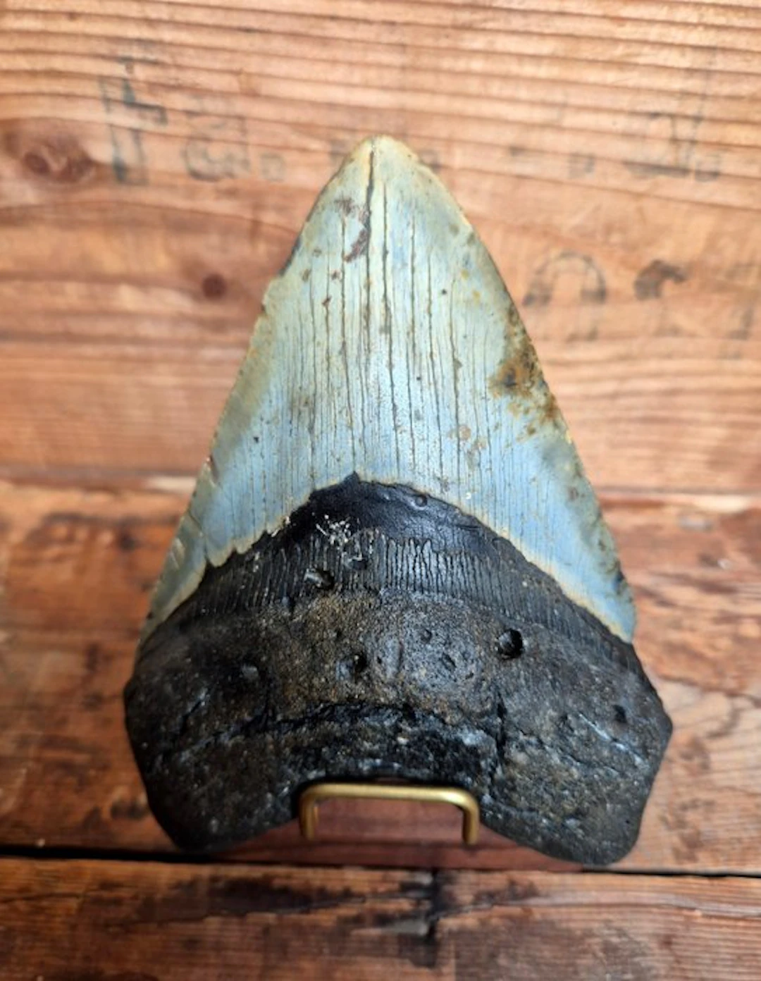 Large Megalodon tooth - Fossil tooth - Otodus Megalodon - 13.75 cm