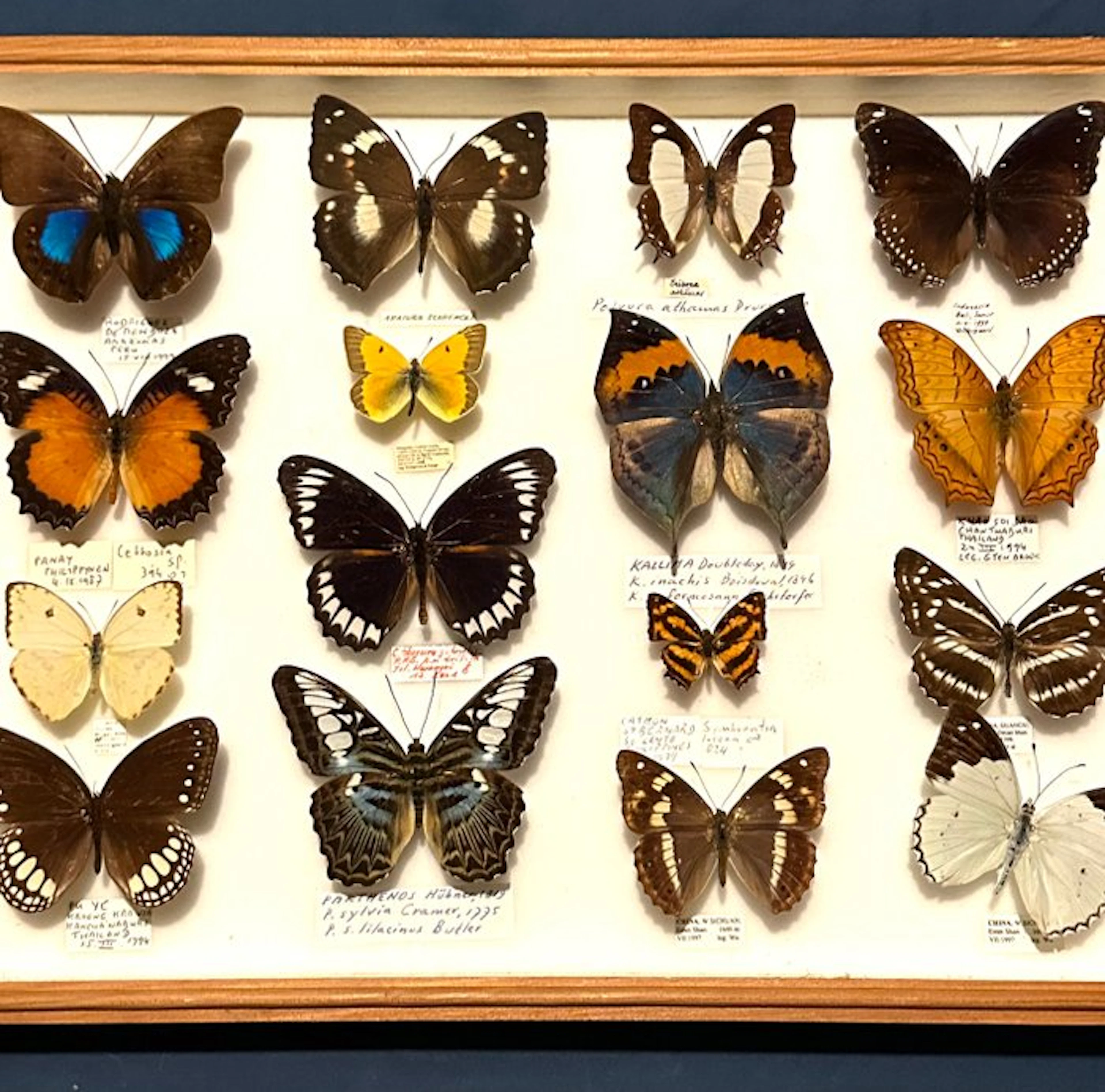 Invaluable world collection of diurnal butterflies in a museum cabinet