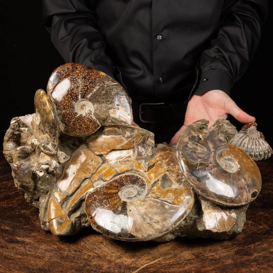 Extraordinary Agglomerate of Ammonites - Fossil fragment...