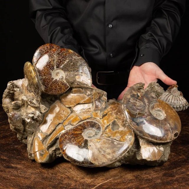 Extraordinary Agglomerate of Ammonites - Fossil fragment...