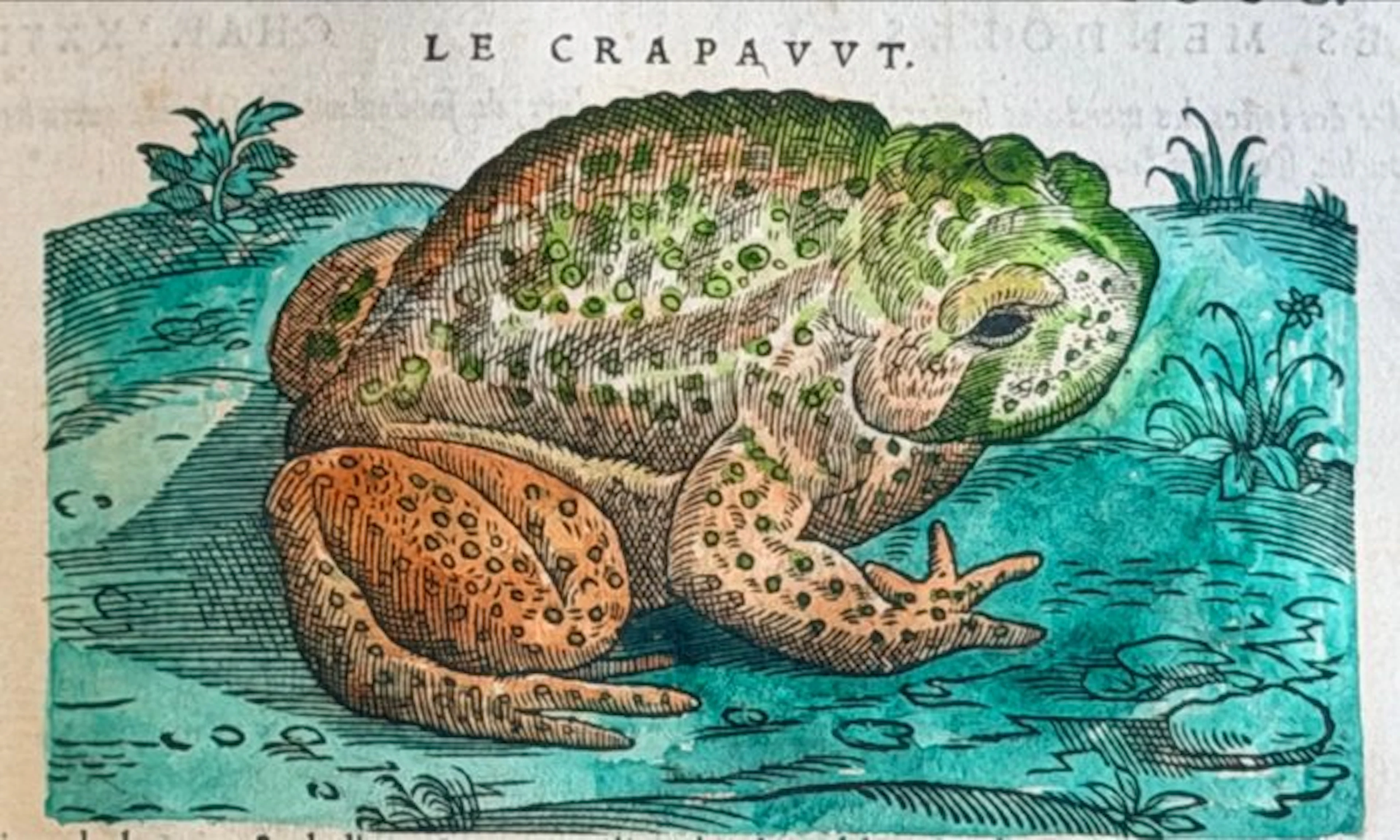 Mattioli - Commentaires (full color) - 1572