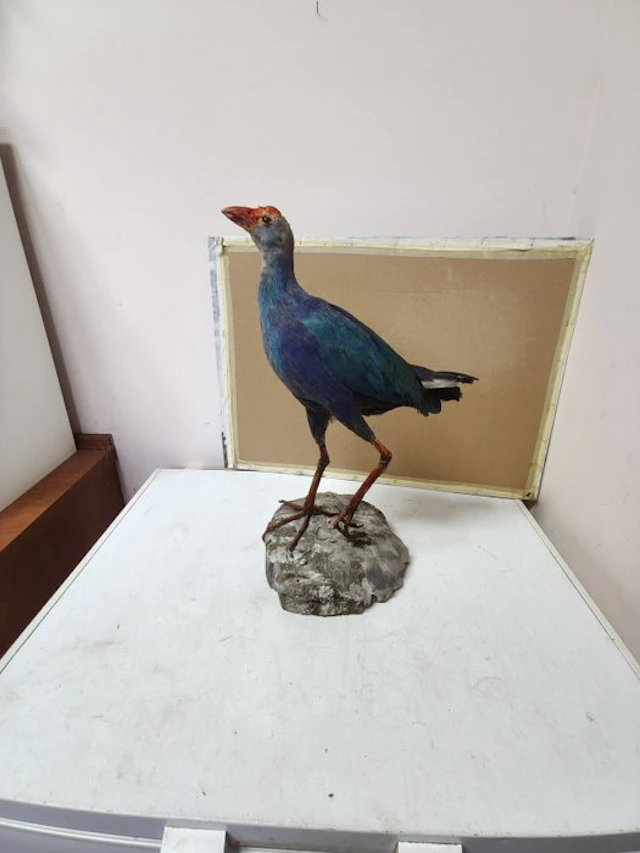 Sultan's chicken Taxidermy full body mount - Phorphyrio...