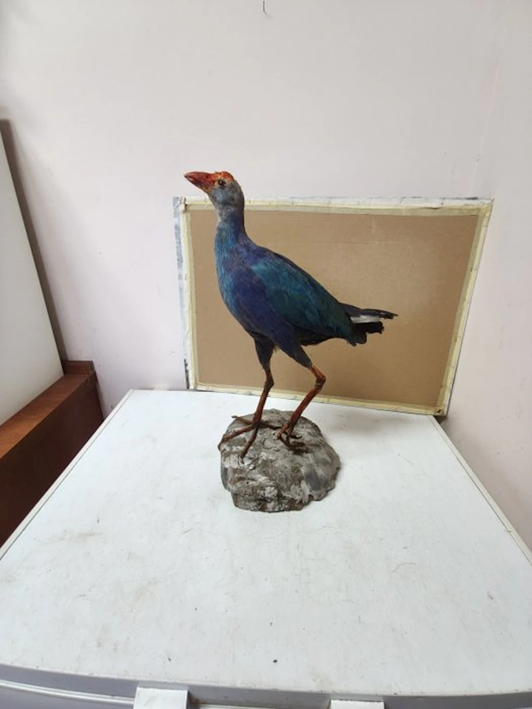 Sultan's chicken Taxidermy full body mount - Phorphyrio...