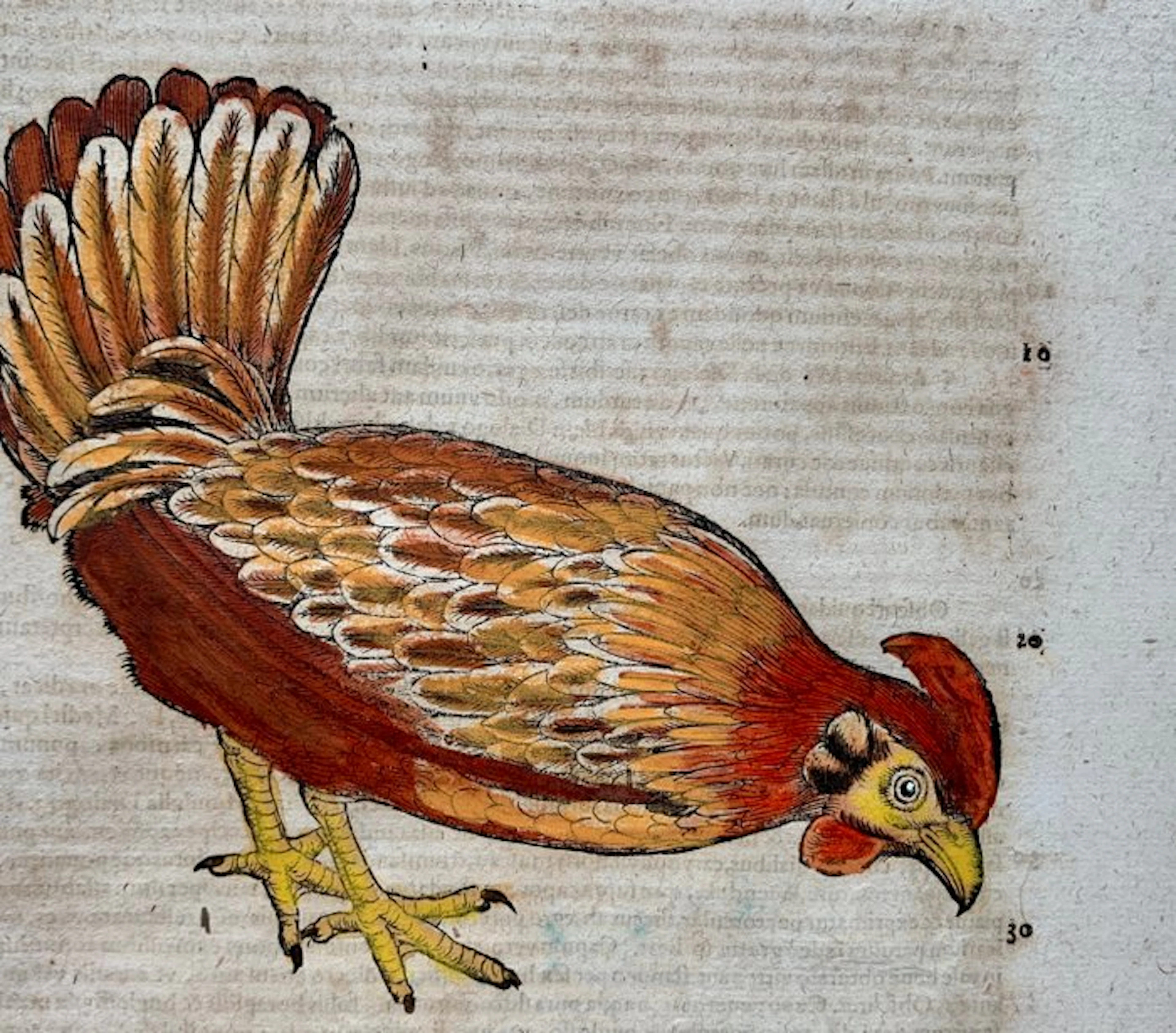 Conrad Gesner - Vogelbuch - 1617