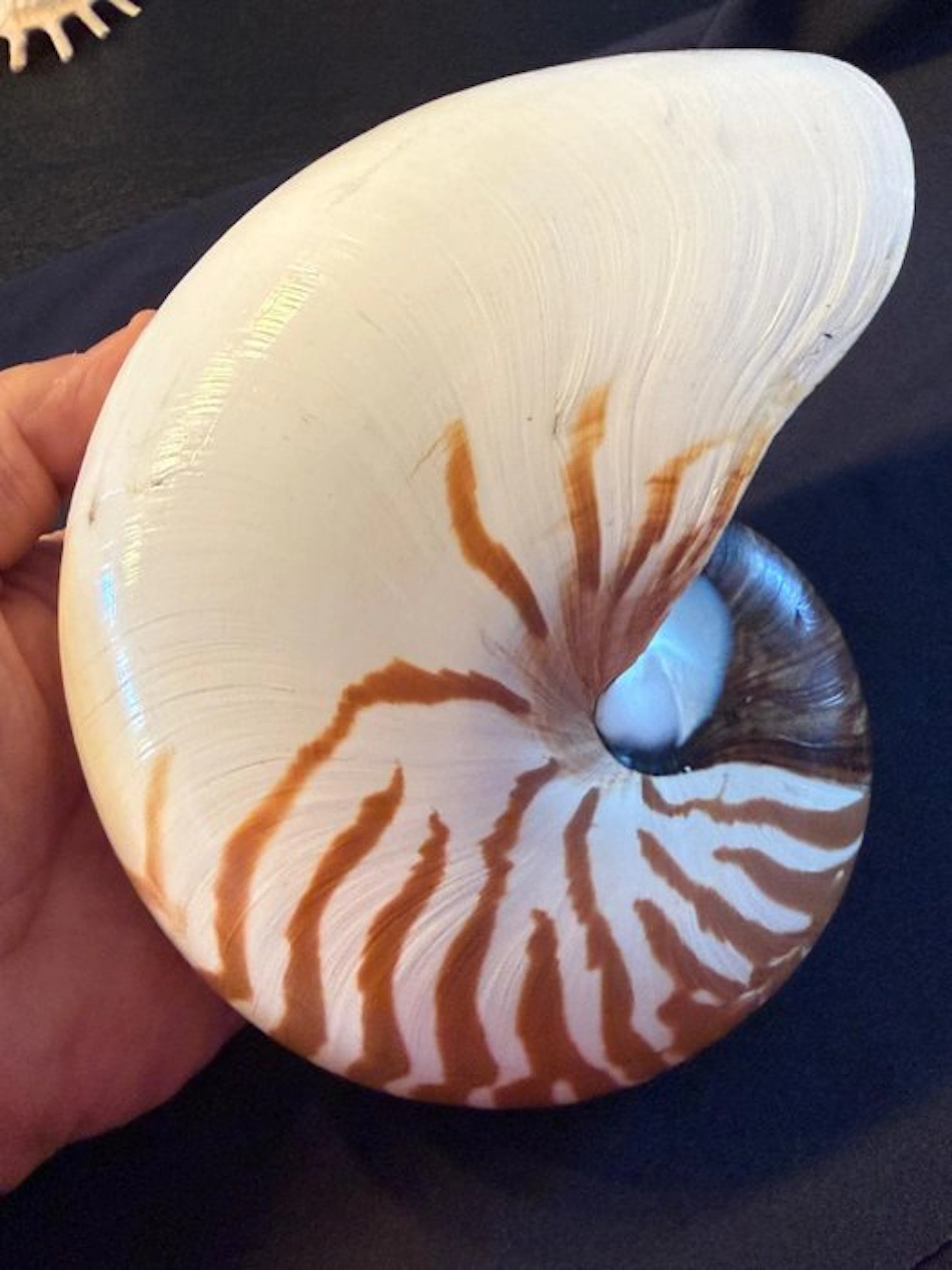 Conch Sea shell - Nautilus Pompilius