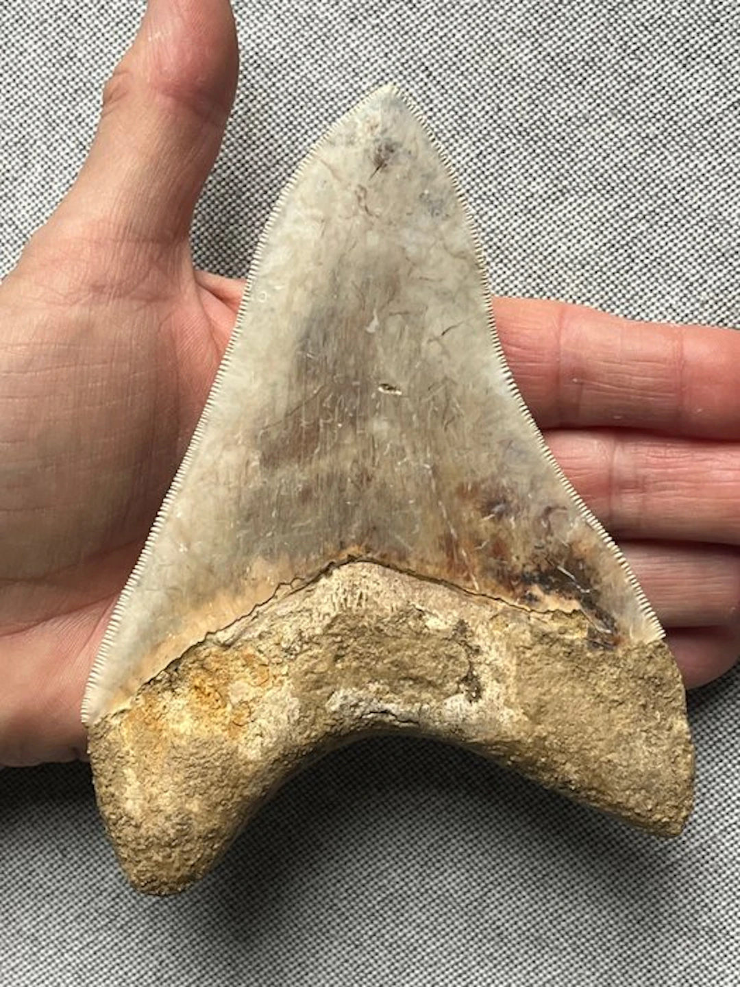 Huge Megalodon tooth 13,8 cm - Fossil tooth - Carcharocles megalodon