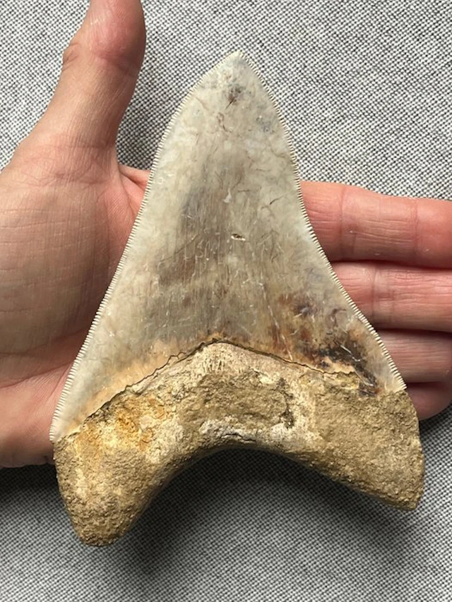 Huge Megalodon tooth 13,8 cm - Fossil tooth - Carcharocles megalodon