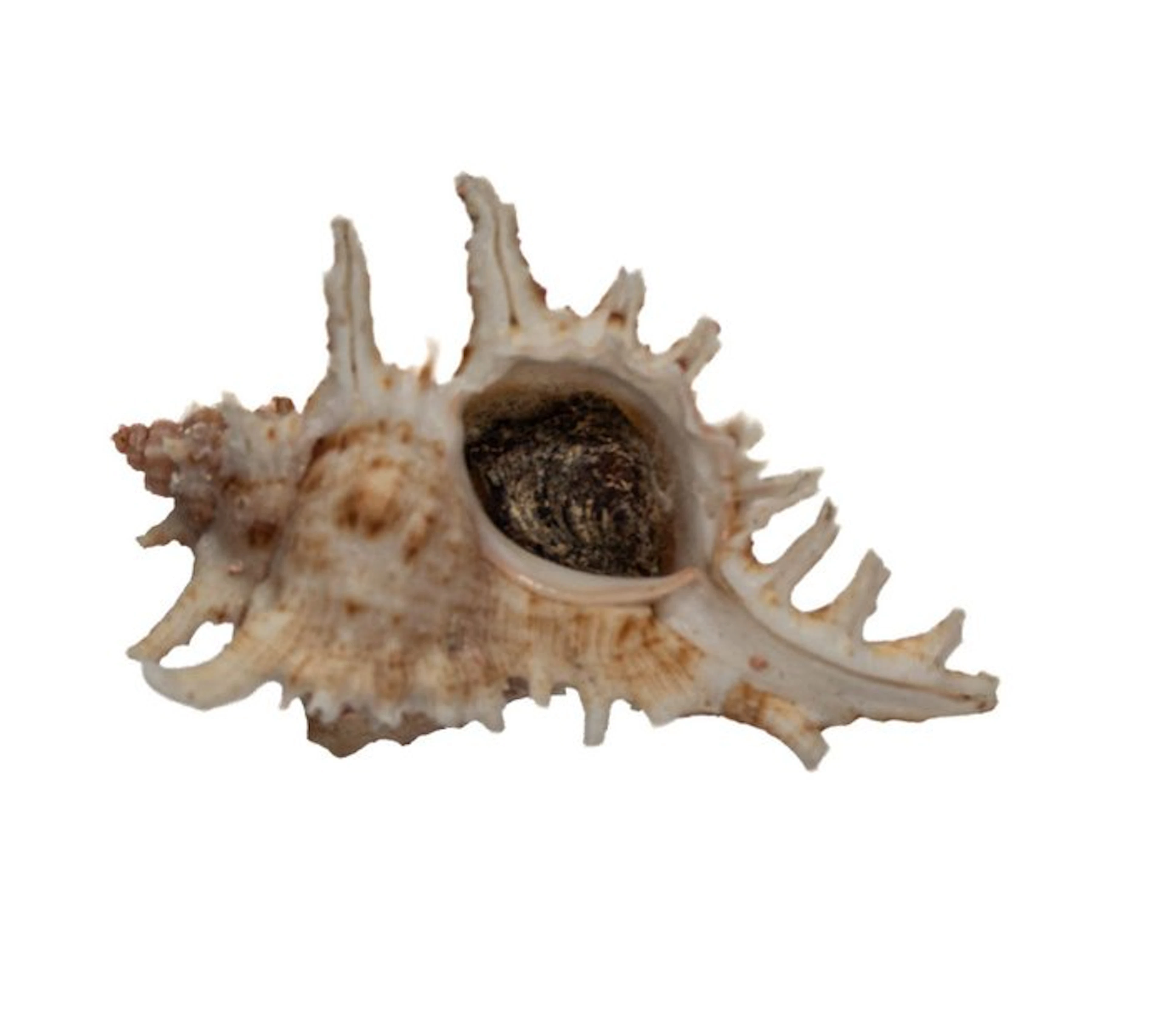 Chicoreus asianus 55mm GEM with operculum | Asian spiny...