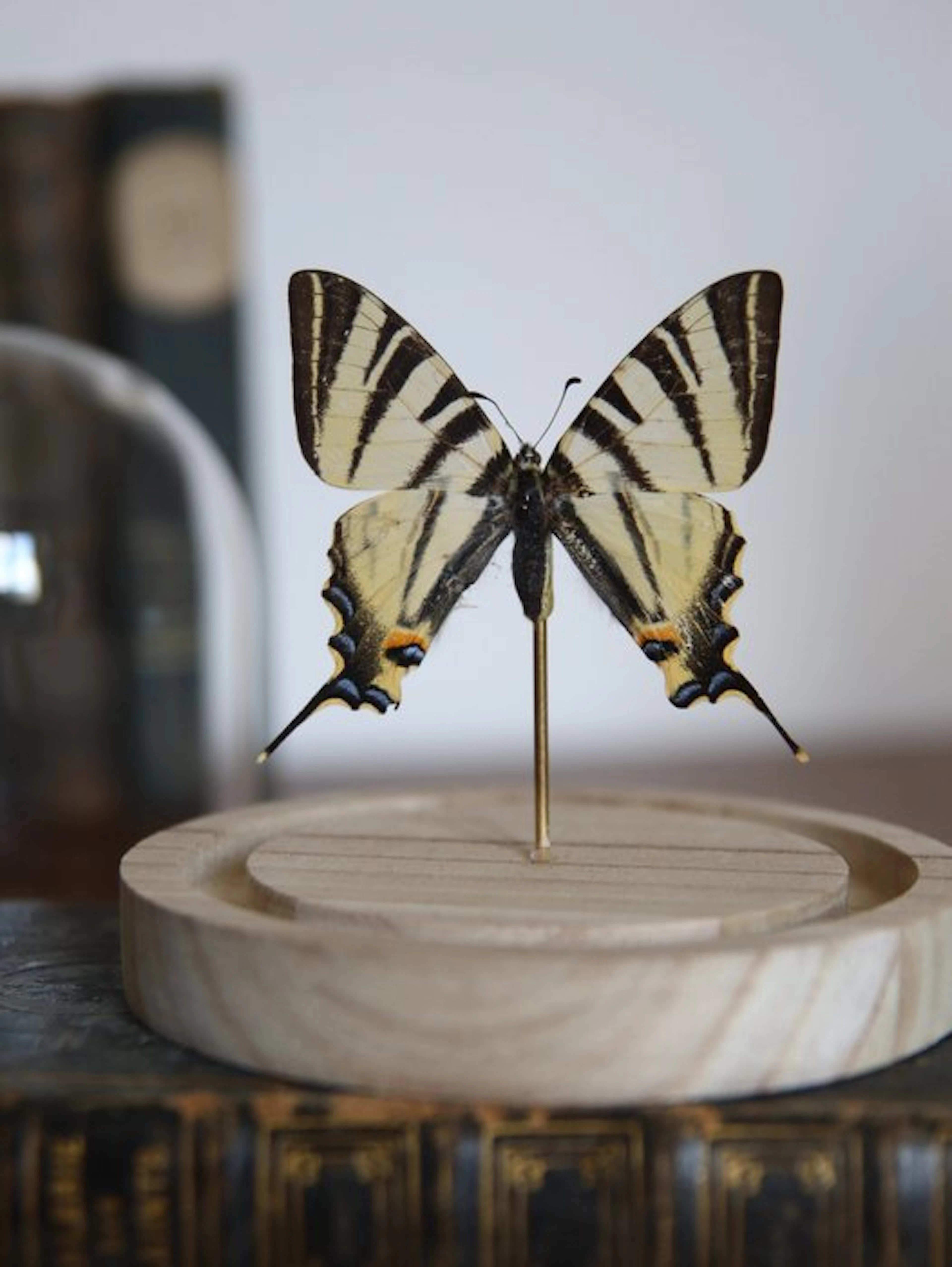 Butterfly Taxidermy full body mount - Iphiclides...