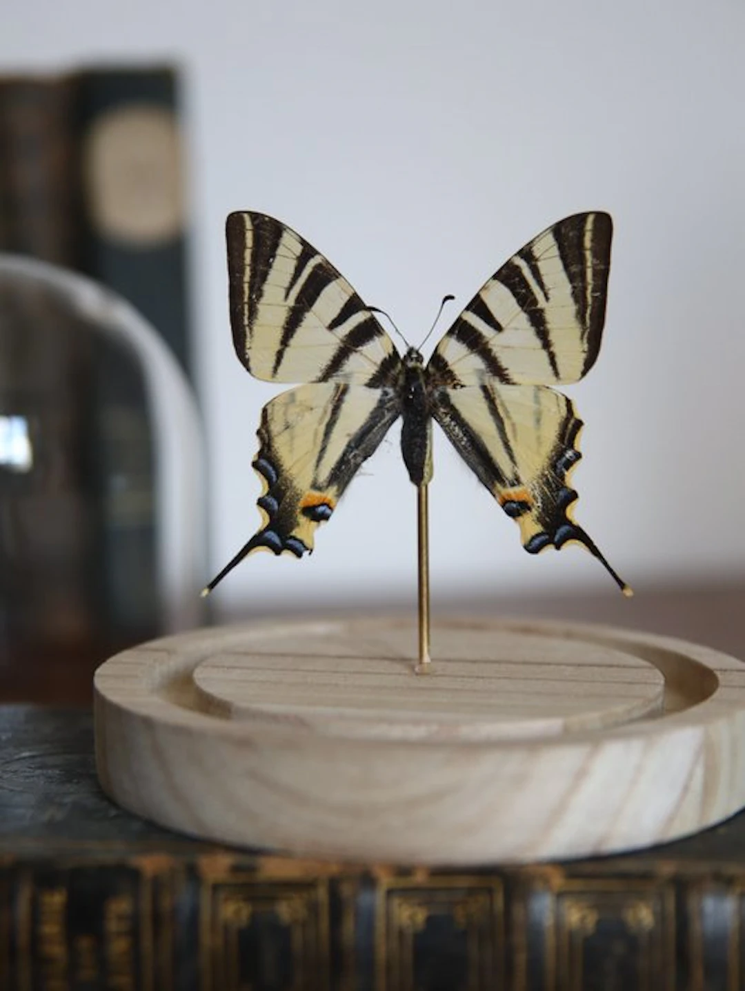 Butterfly Taxidermy full body mount - Iphiclides...