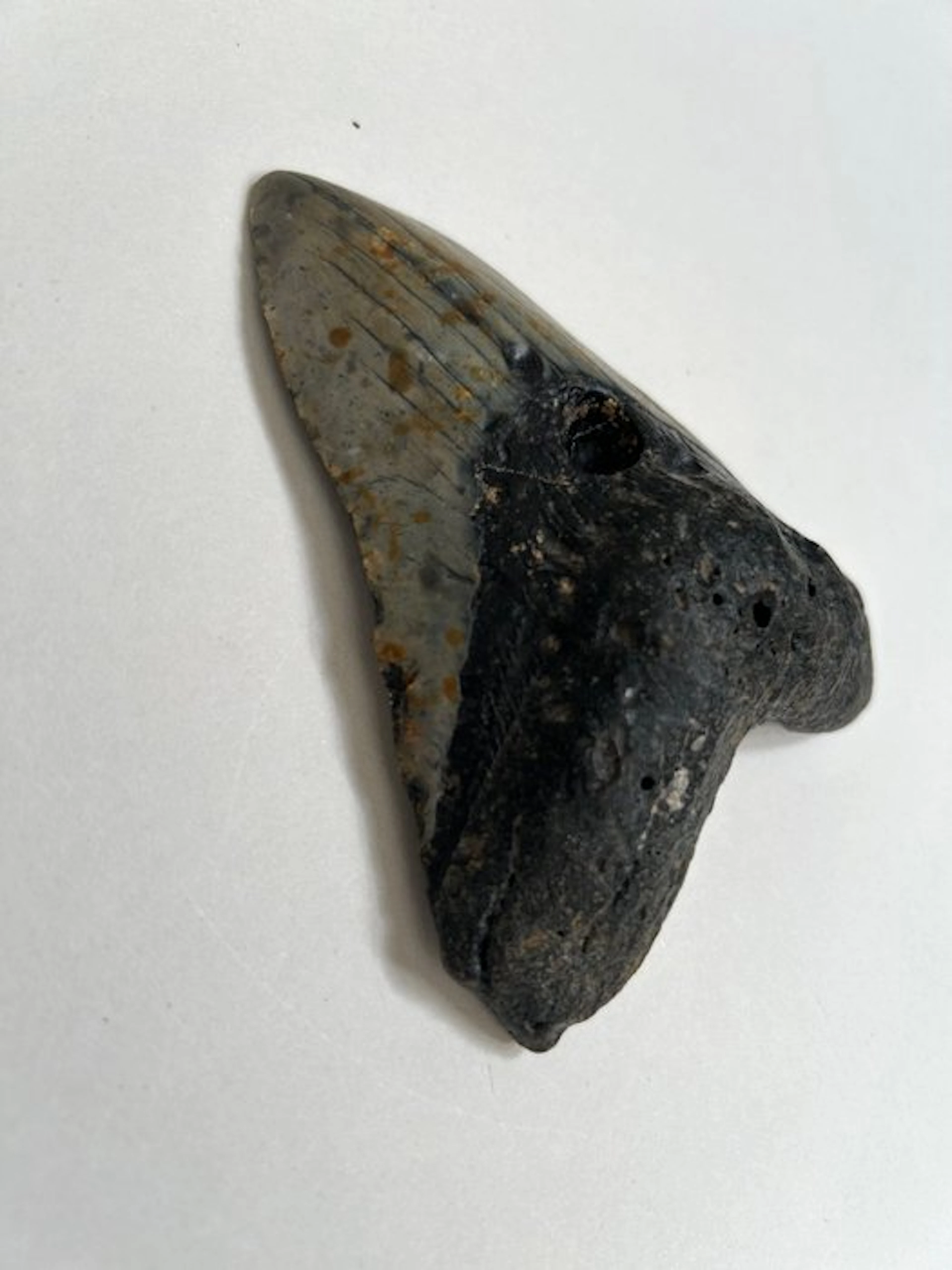 Megalodon - Fossil tooth - 126 mm - 99 mm